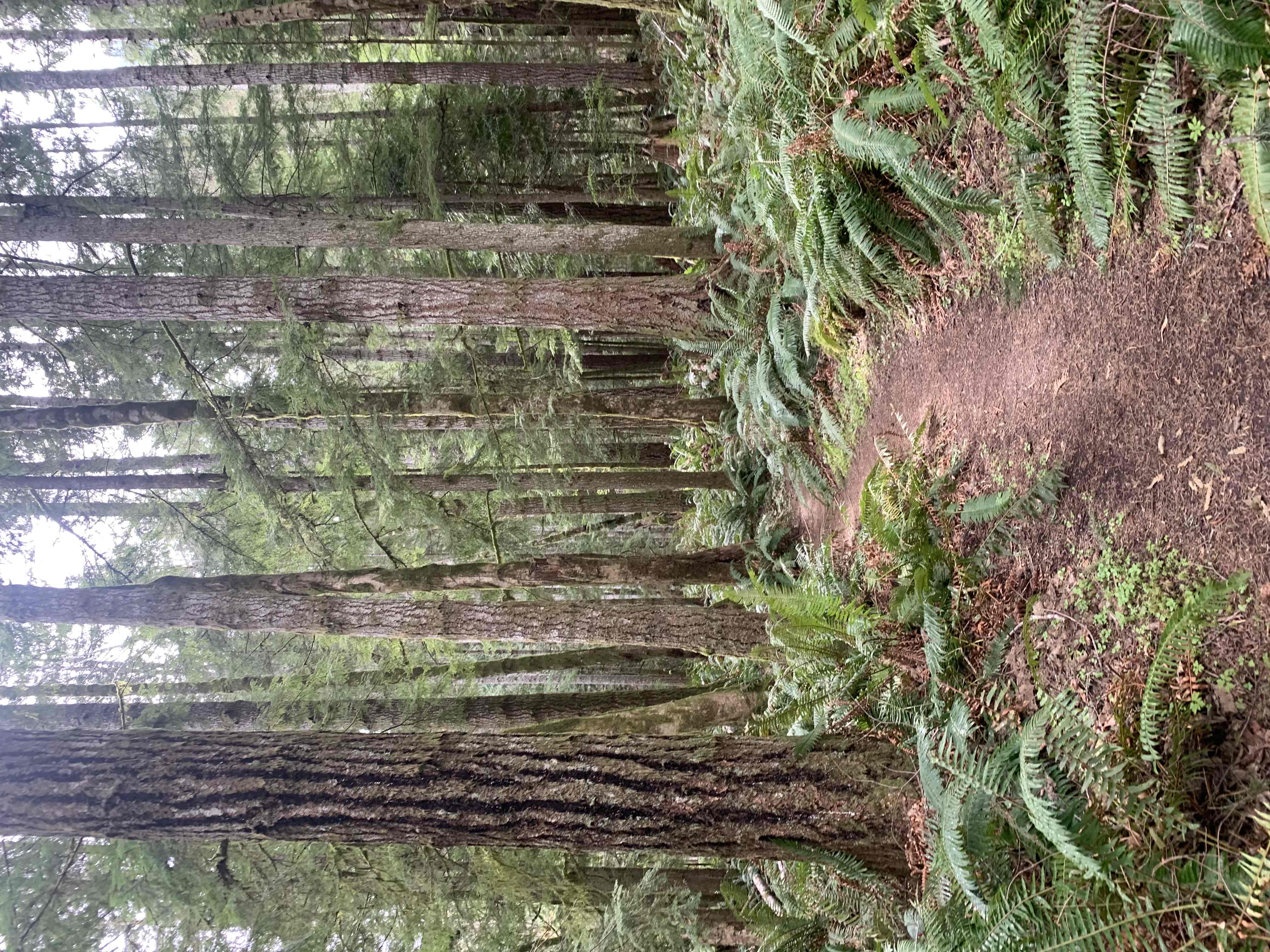 West Elwha River Trail