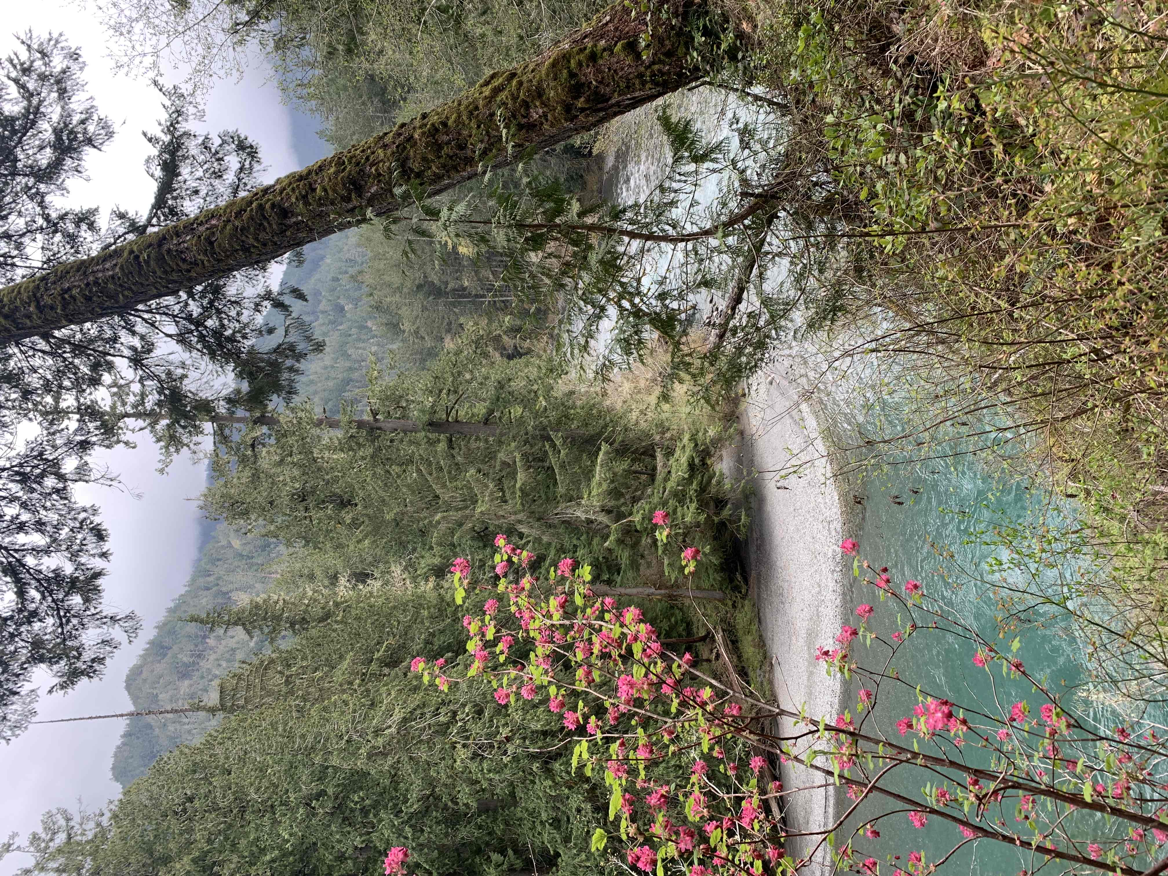 West Elwha River Trail