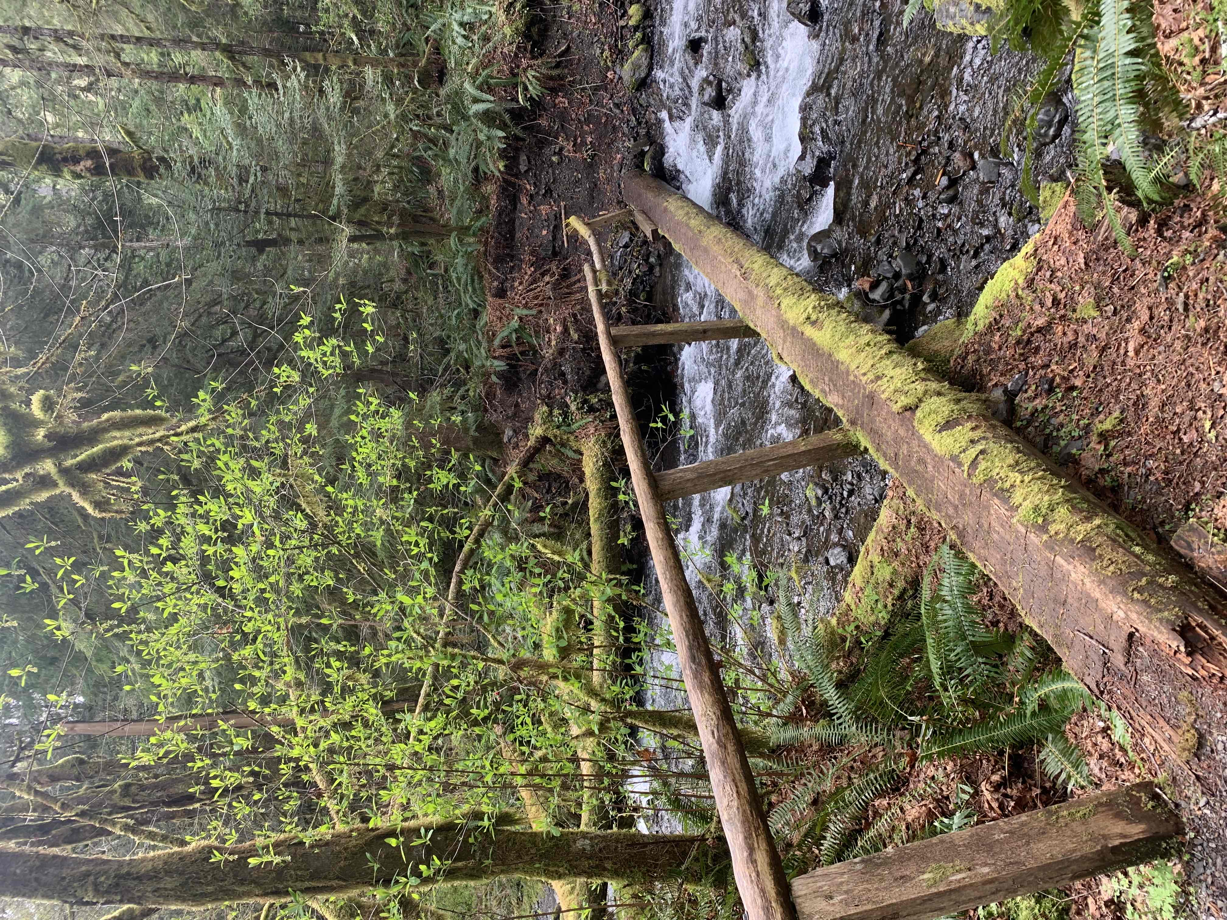 West Elwha River Trail