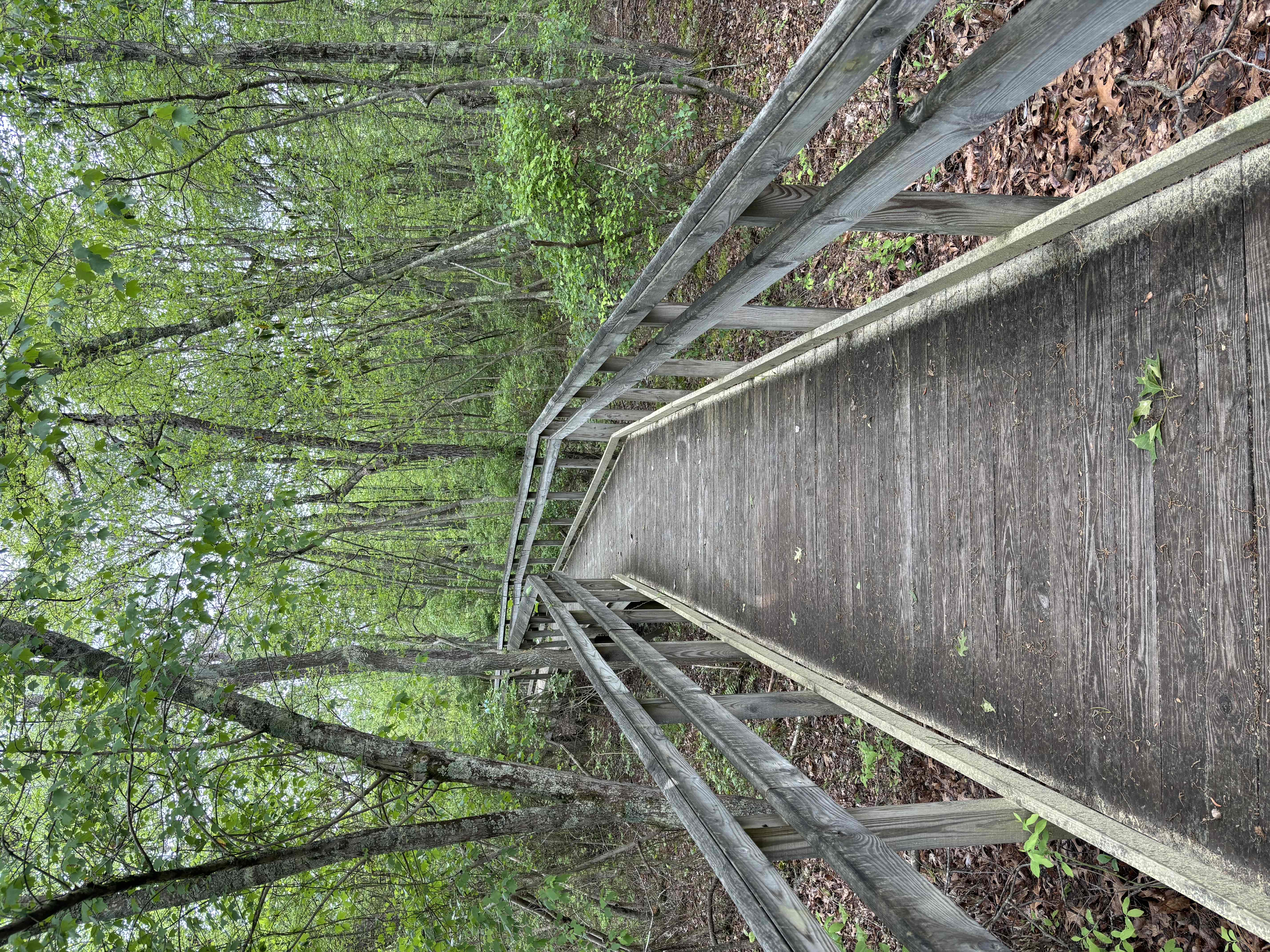 Batsto Lake Trail
