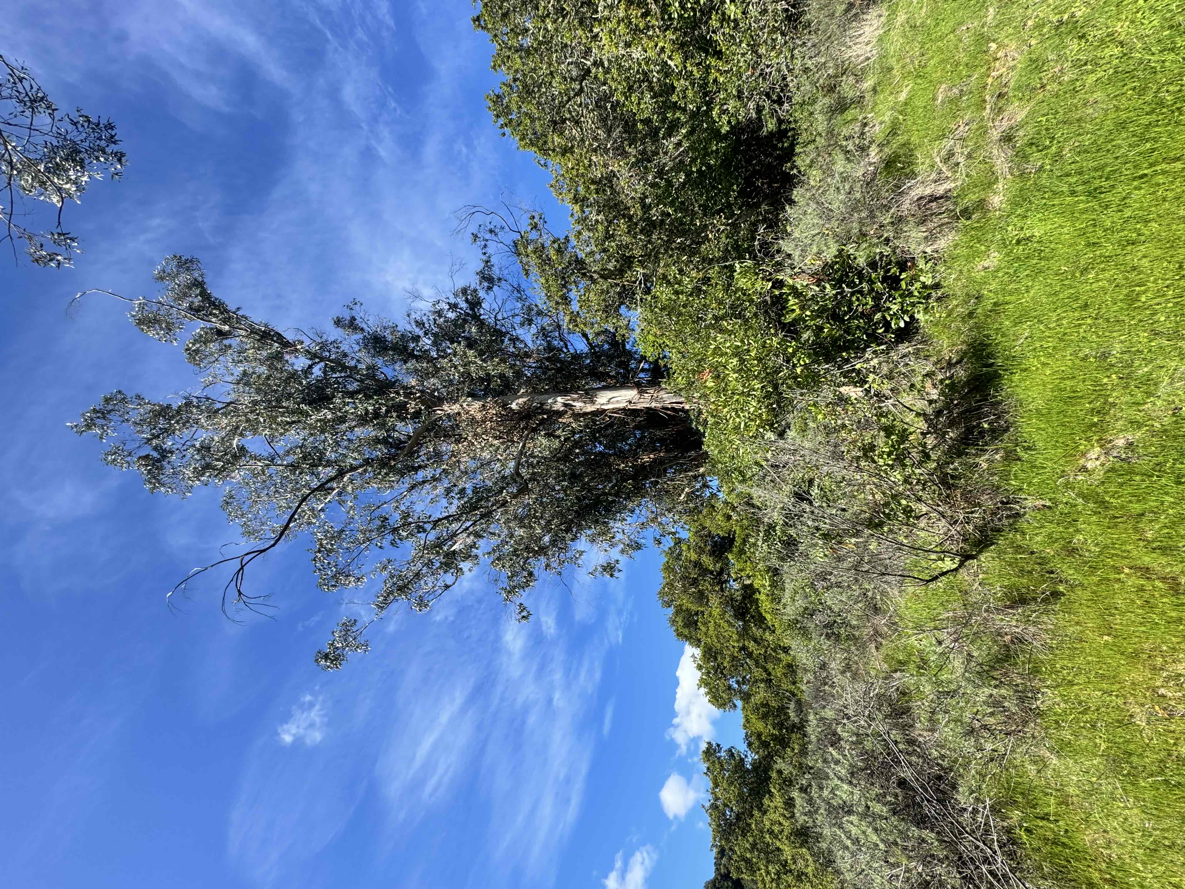 Edgewood Loop