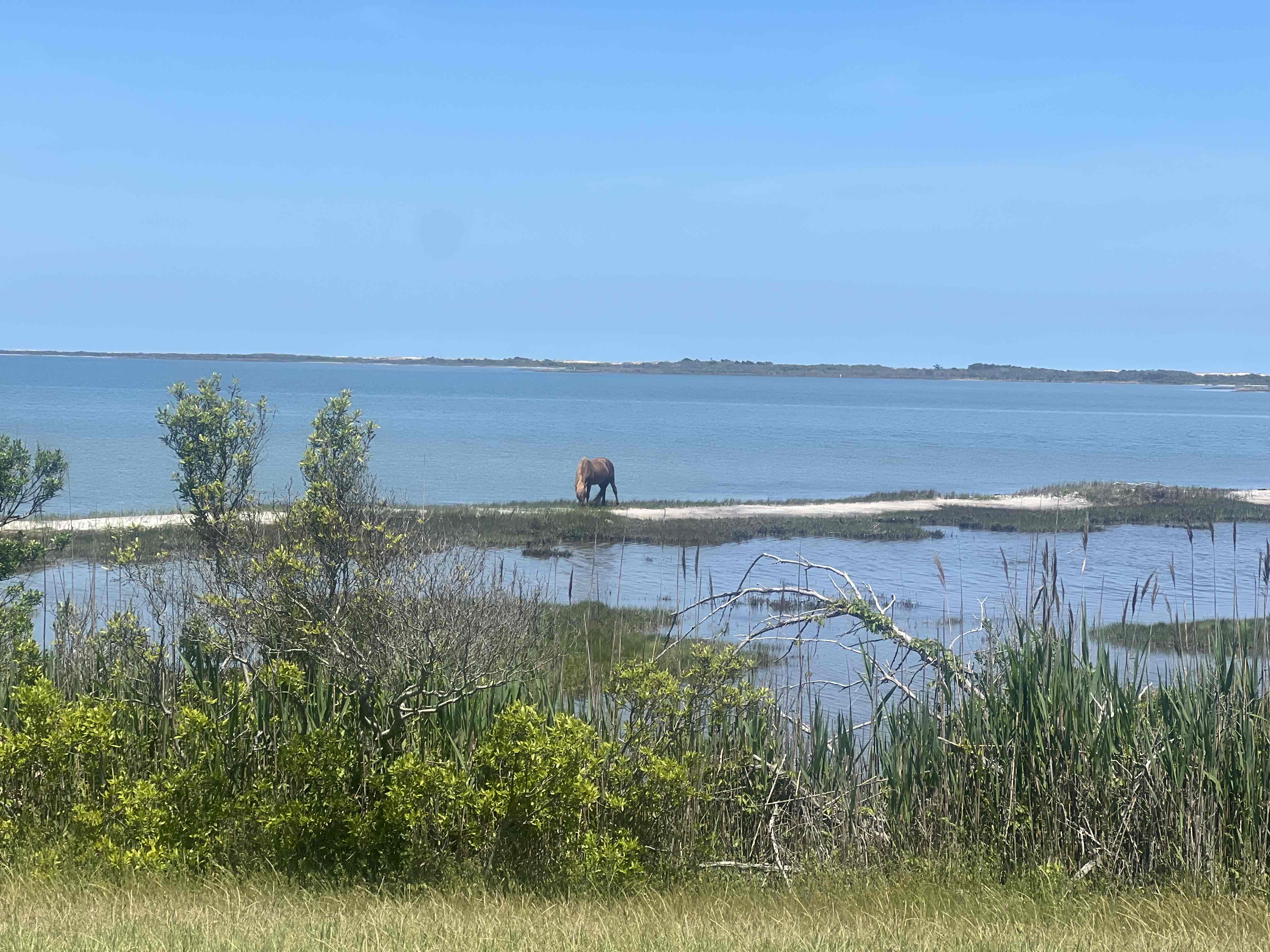 Assateague Island
