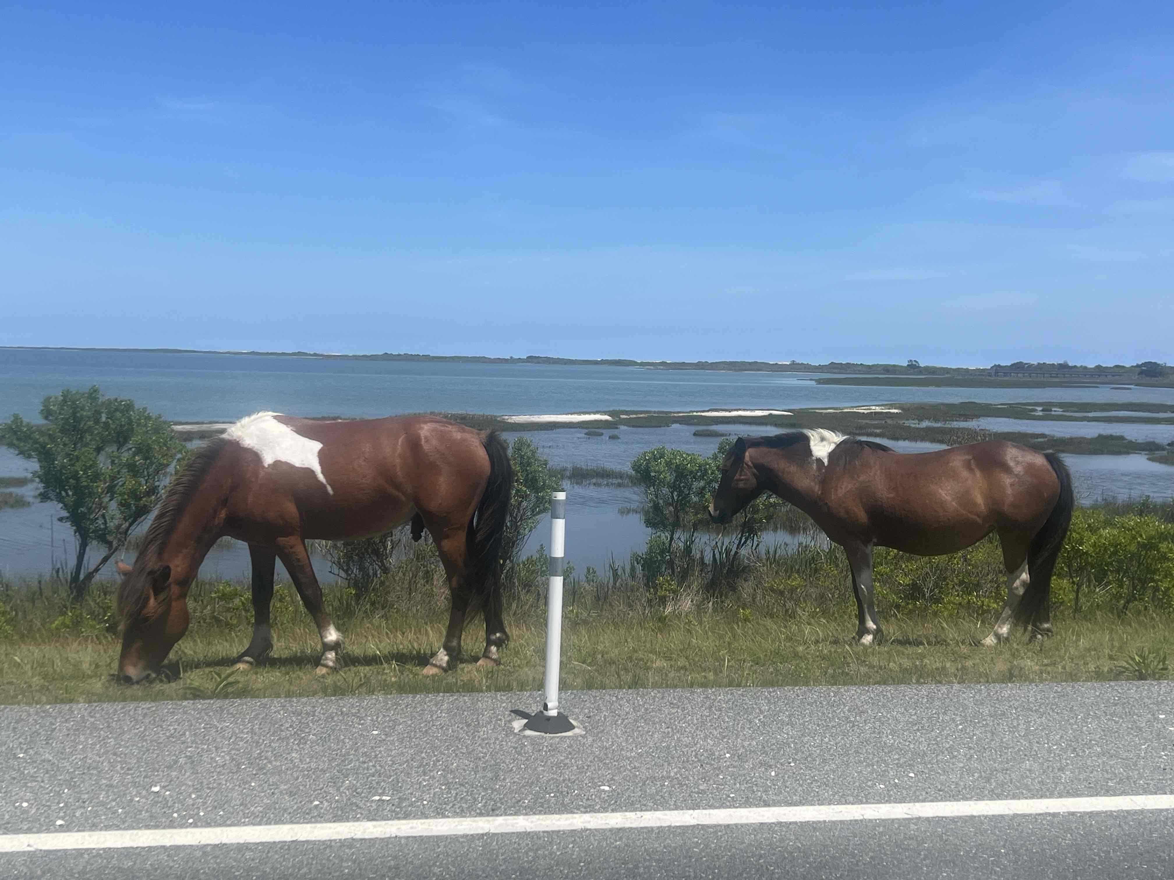 Assateague Island