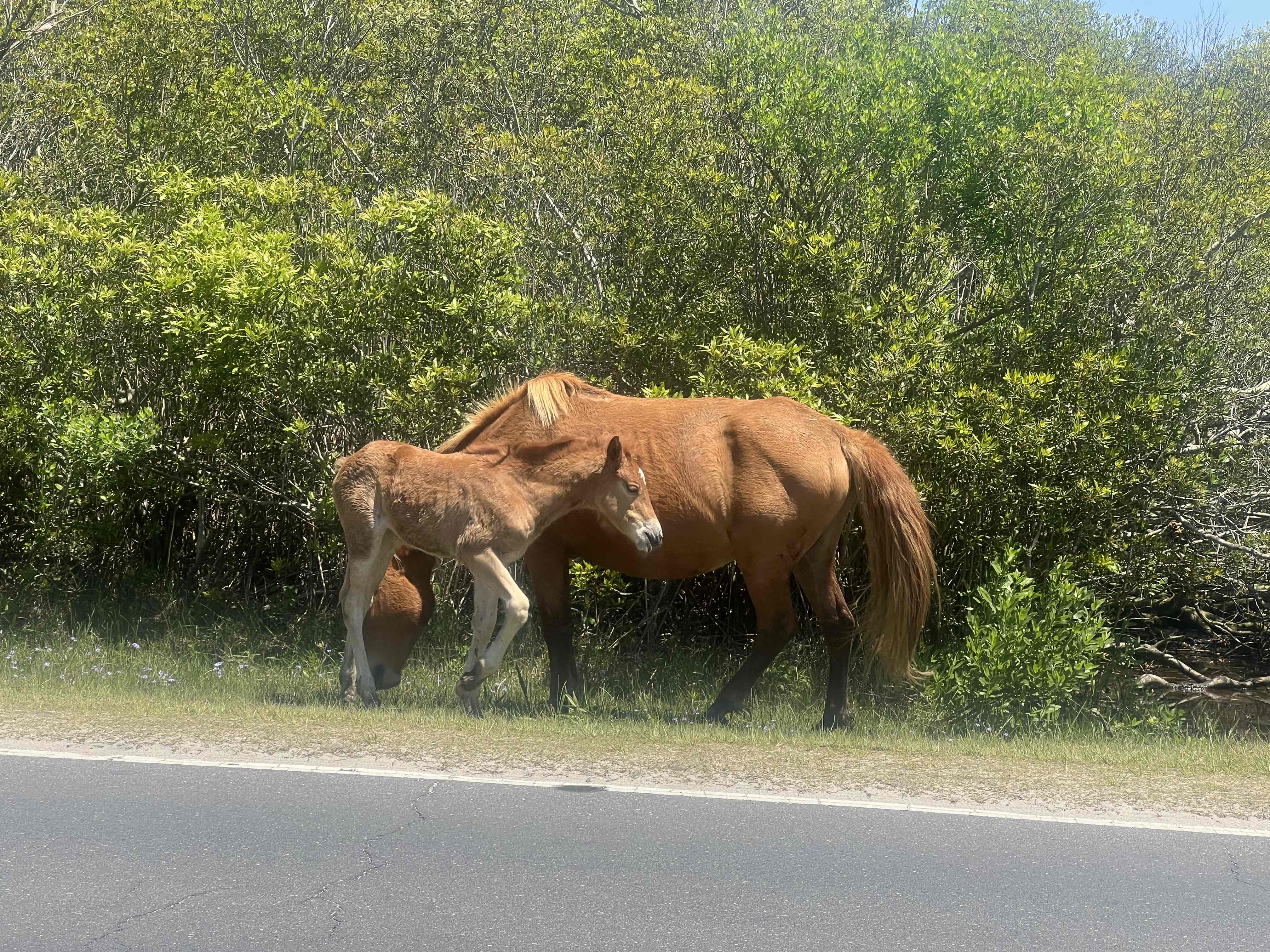 Assateague Island