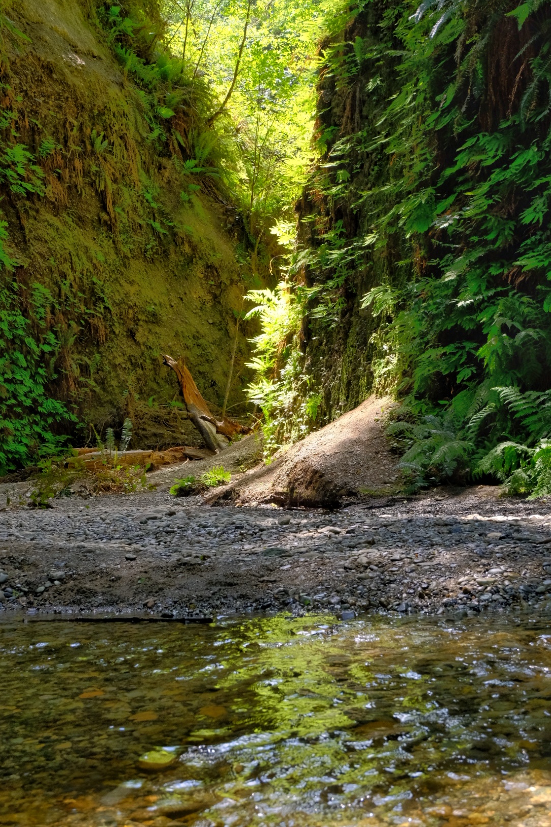 Gold Bluffs & Prairie Creek Redwoods Loop