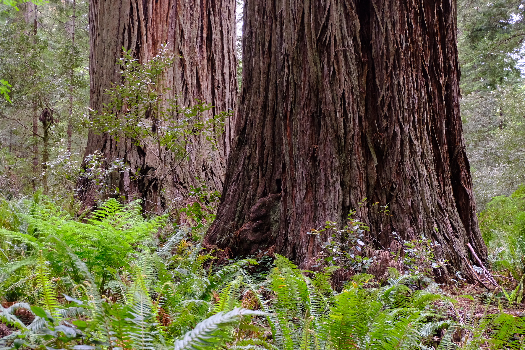 Gold Bluffs & Prairie Creek Redwoods Loop