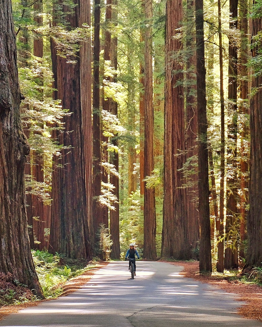 Gold Bluffs & Prairie Creek Redwoods Loop
