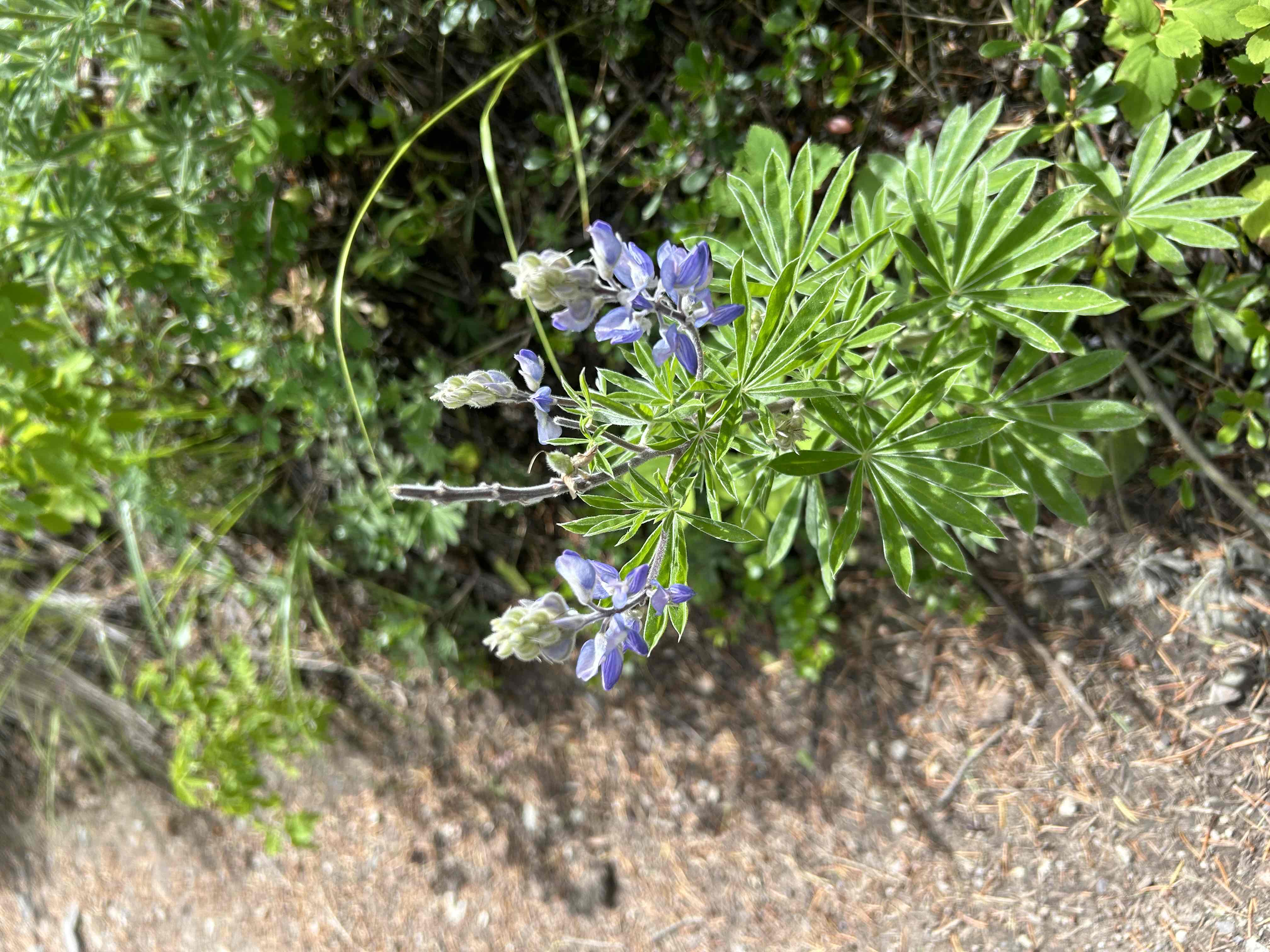 Lion Mountain Trail