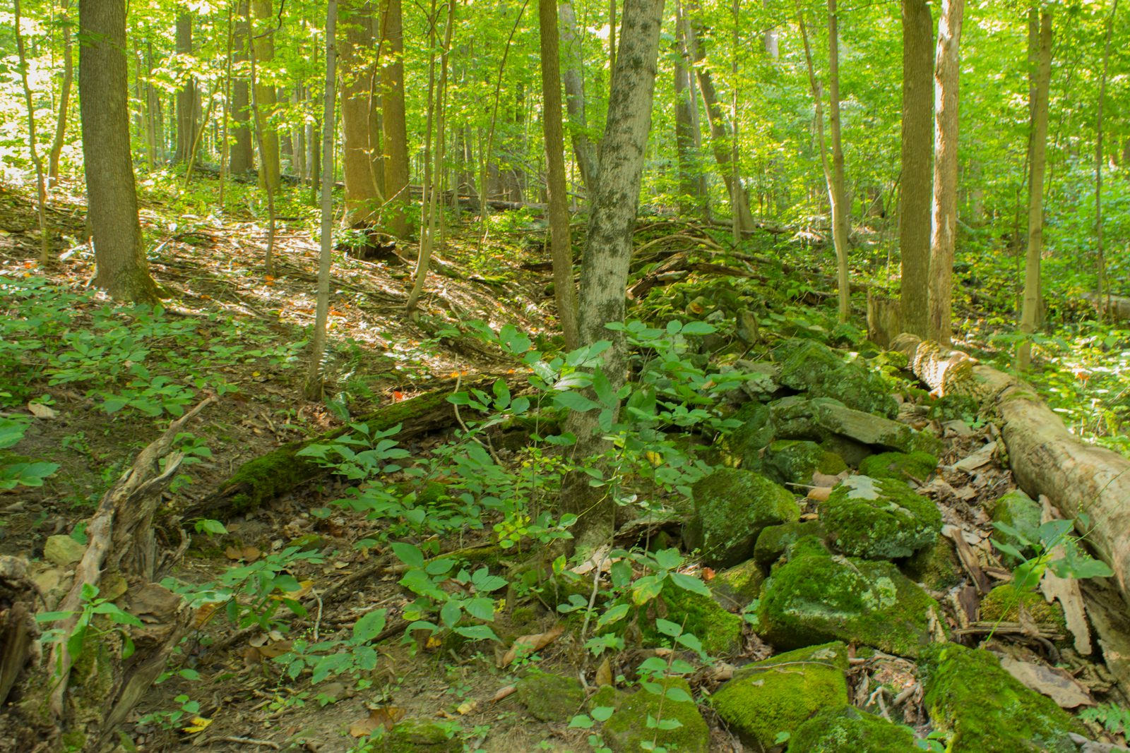 Quarry Rim-Chestnut Trail