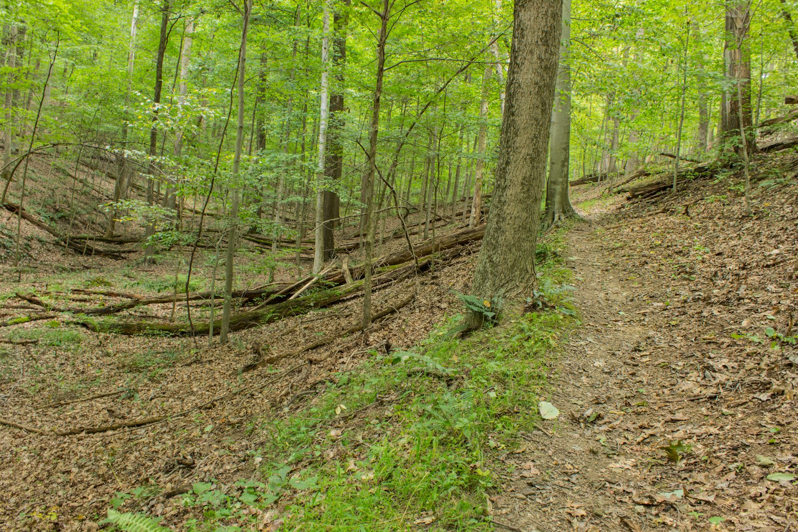 Quarry Rim-Chestnut Trail
