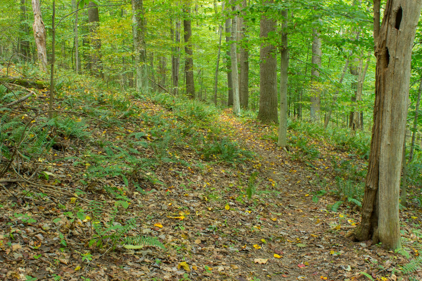 Quarry Rim-Chestnut Trail
