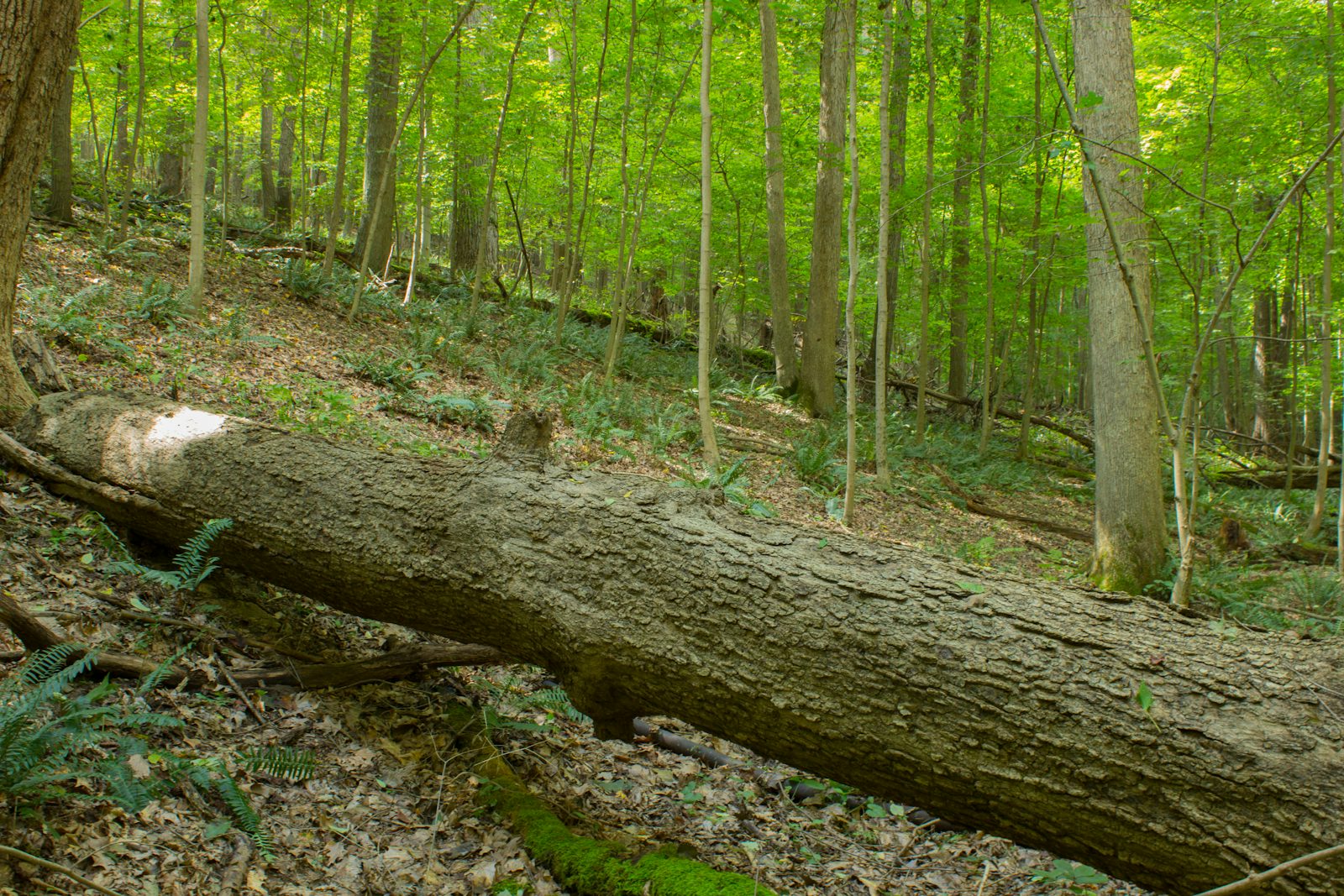 Quarry Rim-Chestnut Trail