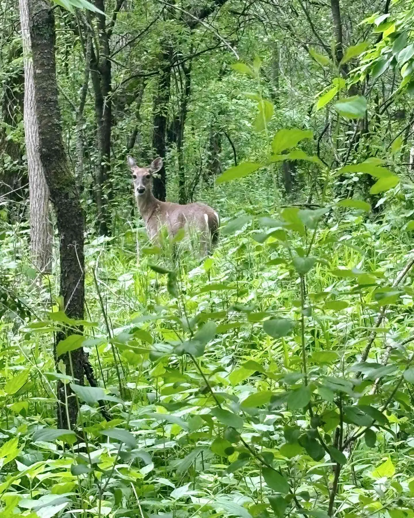 North River Trail Loop