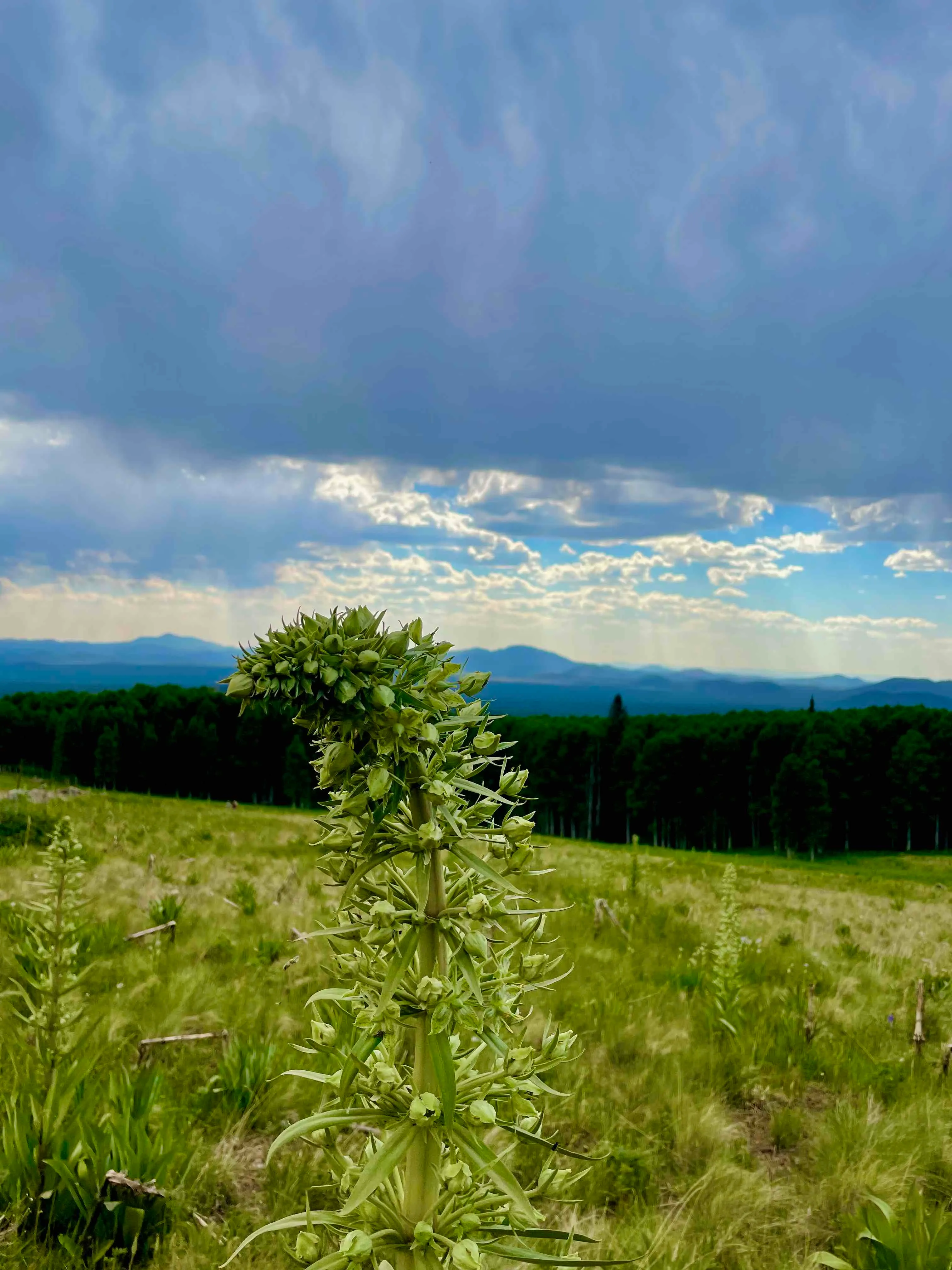 Humphreys Peak Summit 