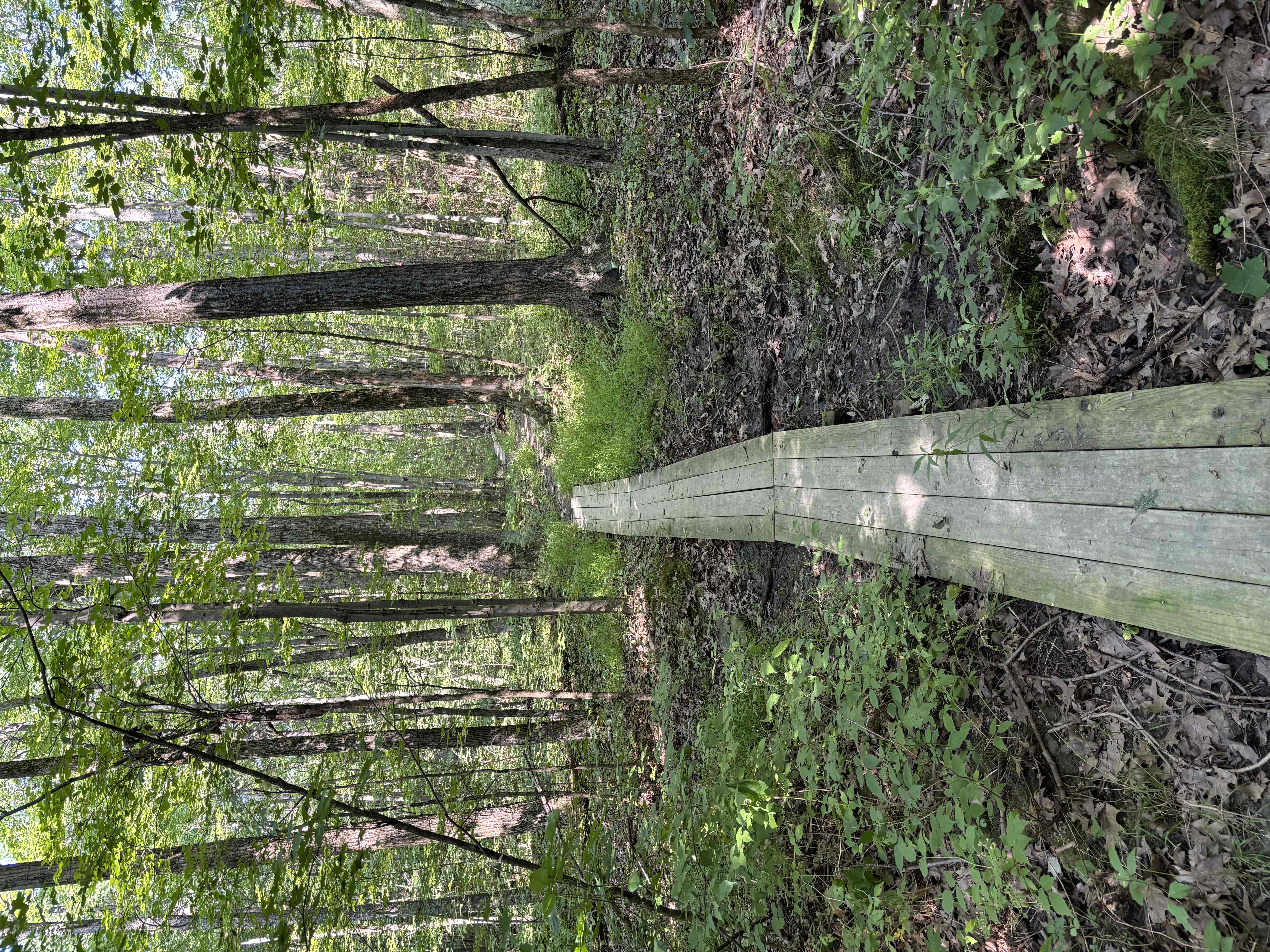 Interloken Trail