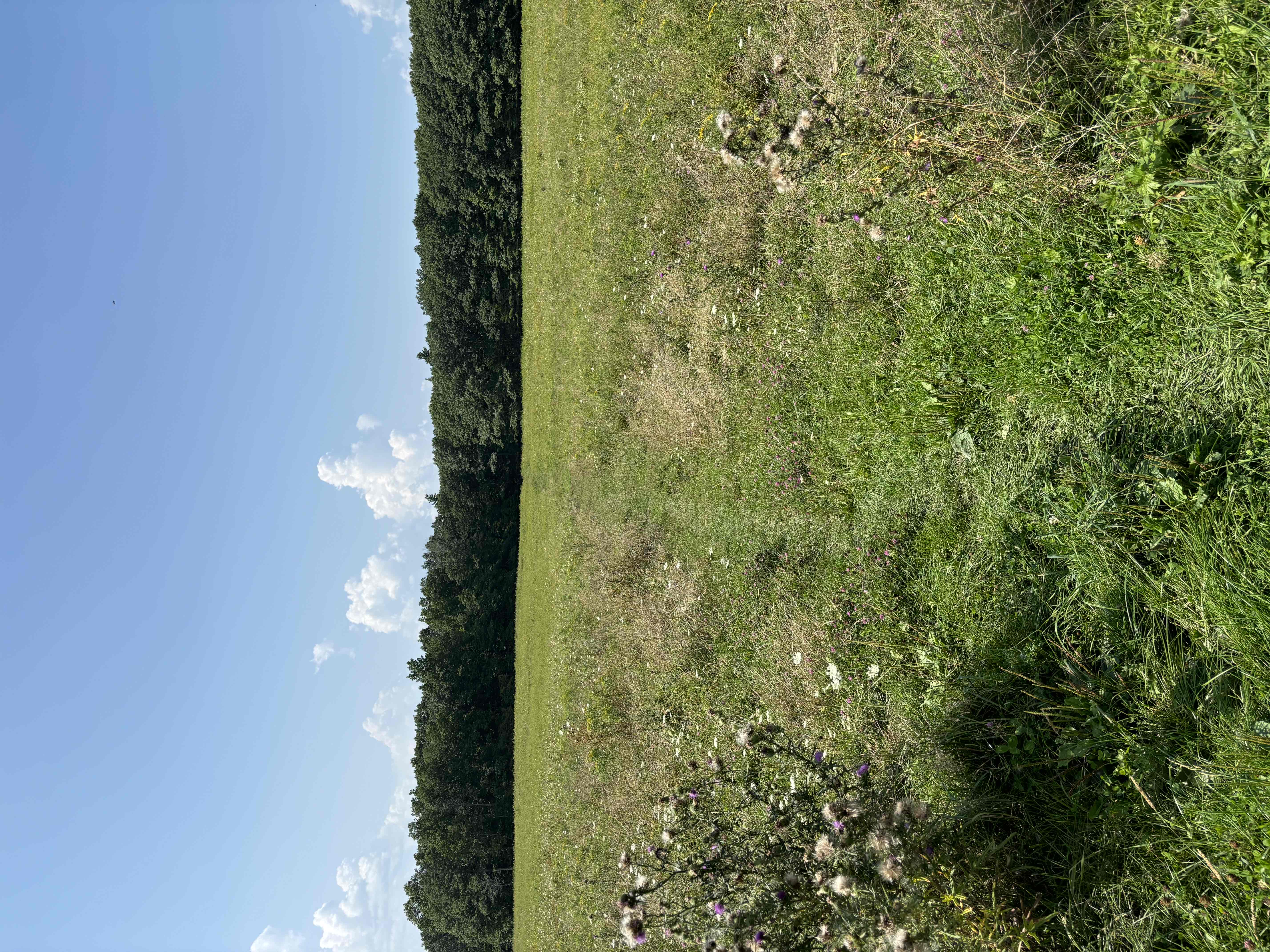 Interloken Trail