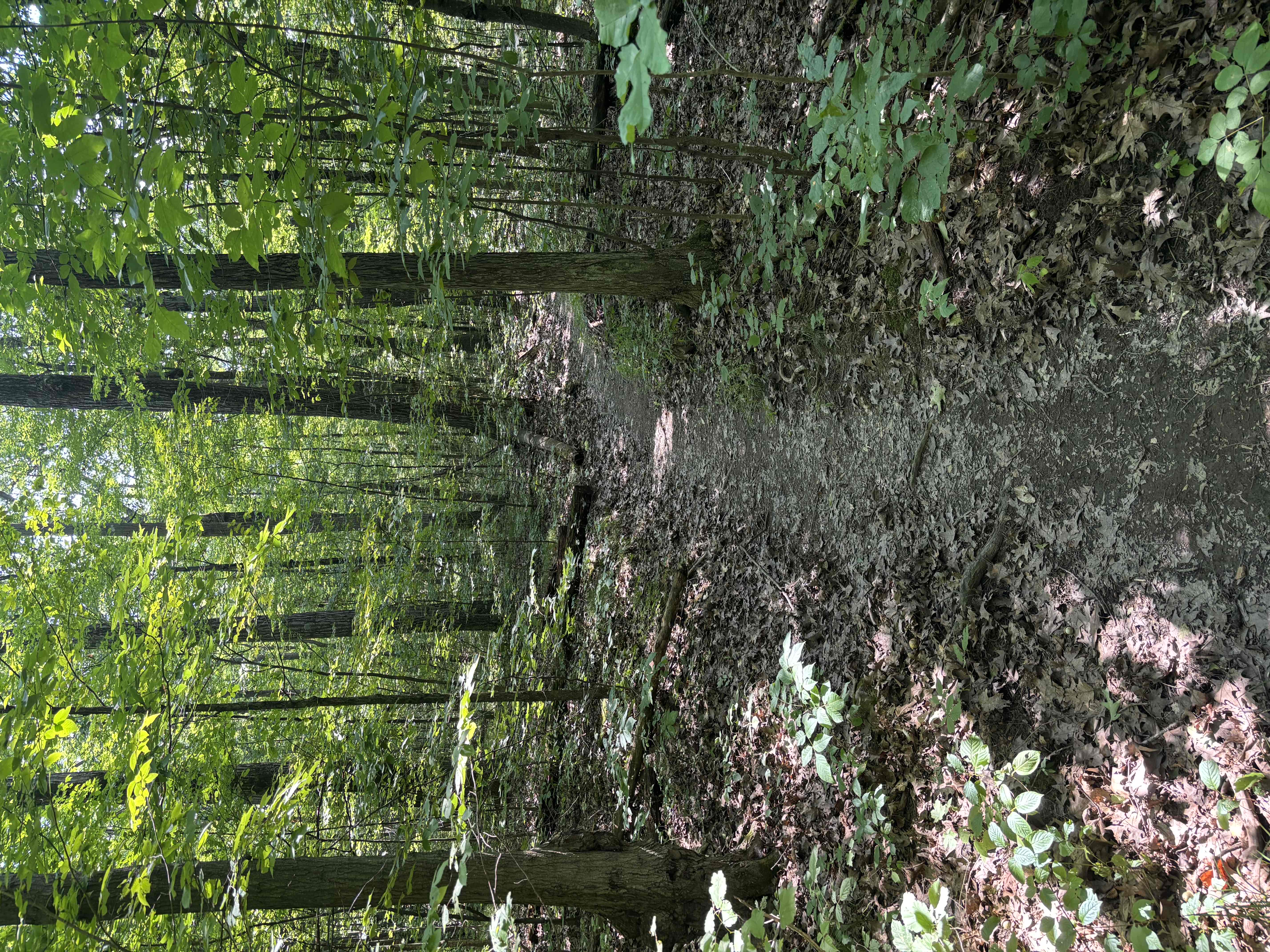 Interloken Trail