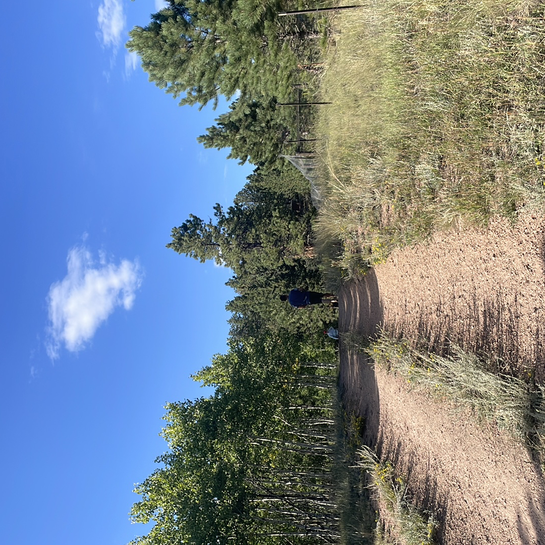 Lovell Gulch Trail