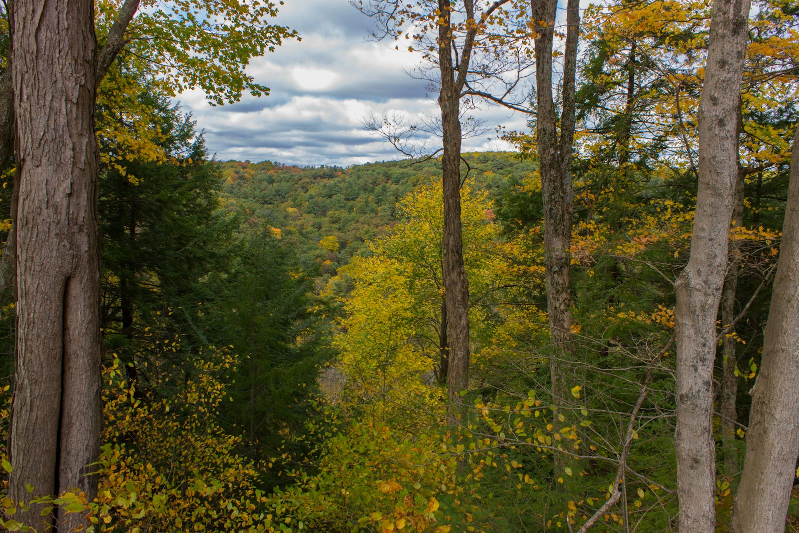 Clear Fork Gorge