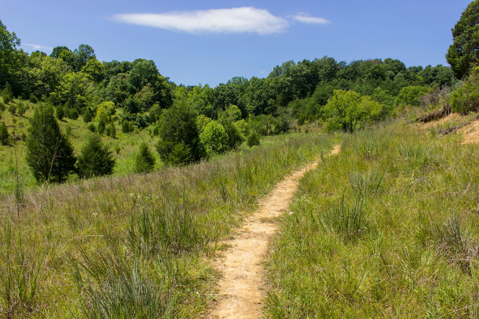 Buzzard Roost Trail