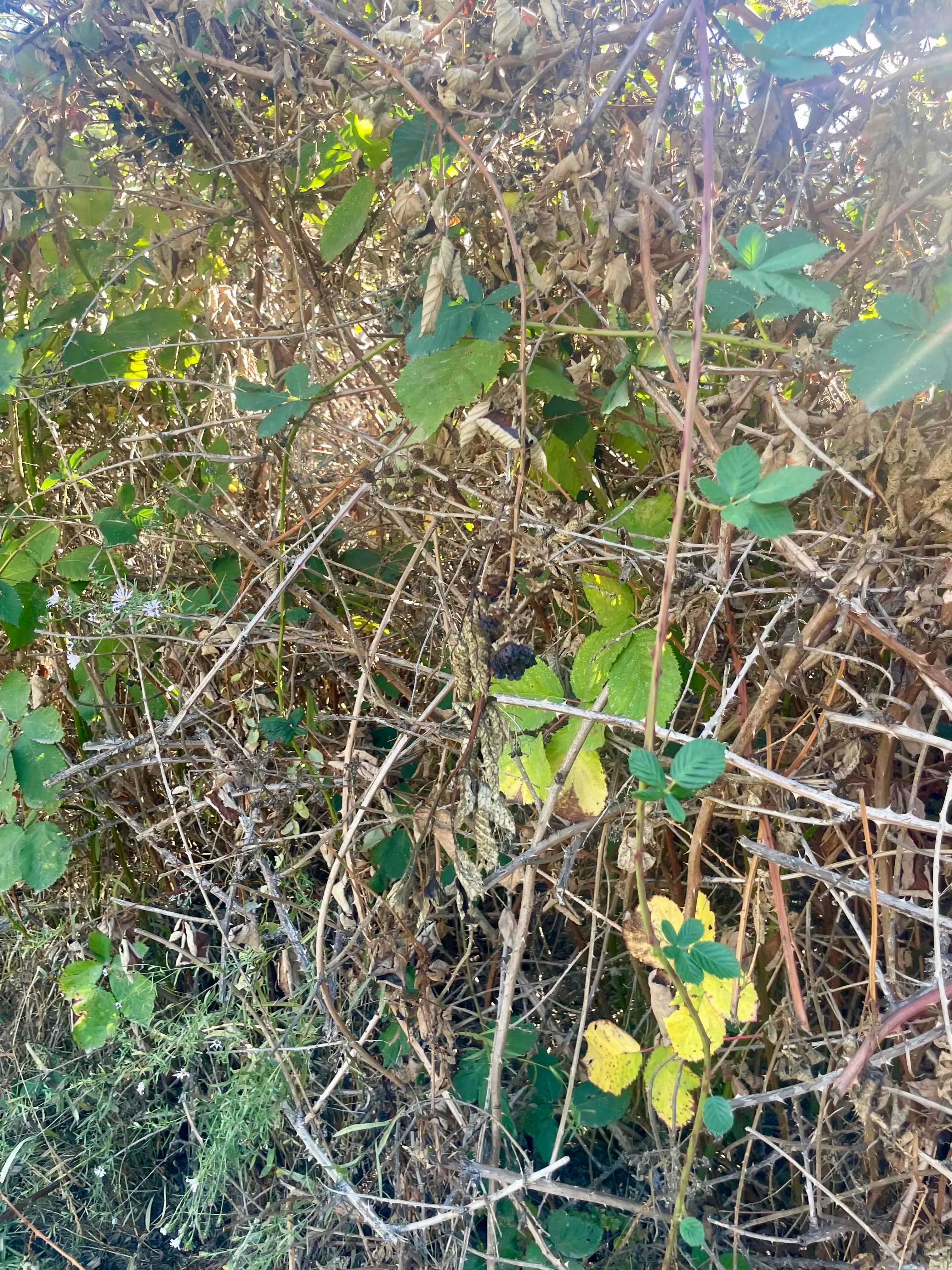 Blackberry - Thistle Loop