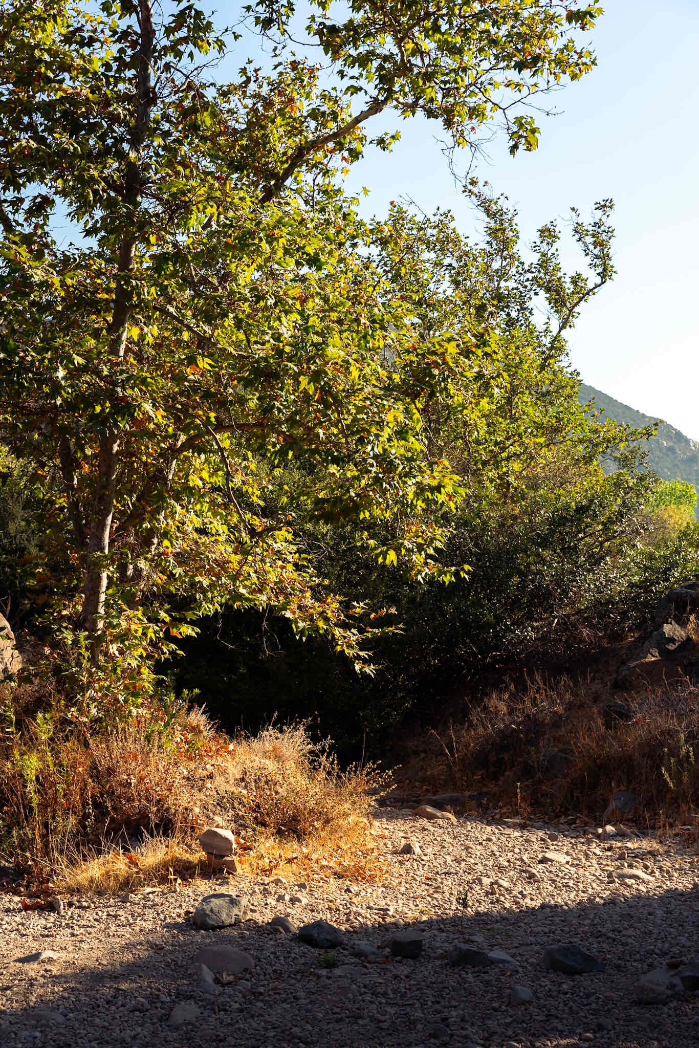 Oak Canyon in Mission Trails Regional Park