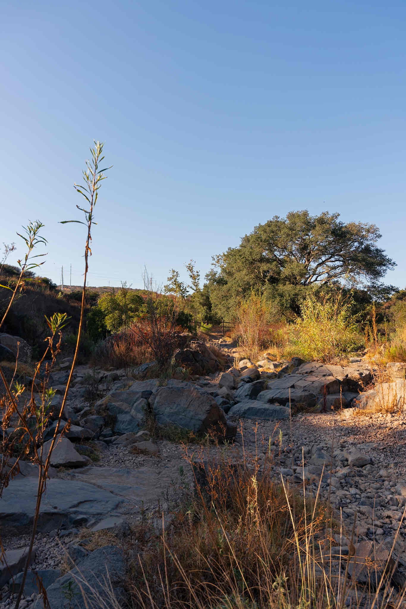 Oak Canyon in Mission Trails Regional Park