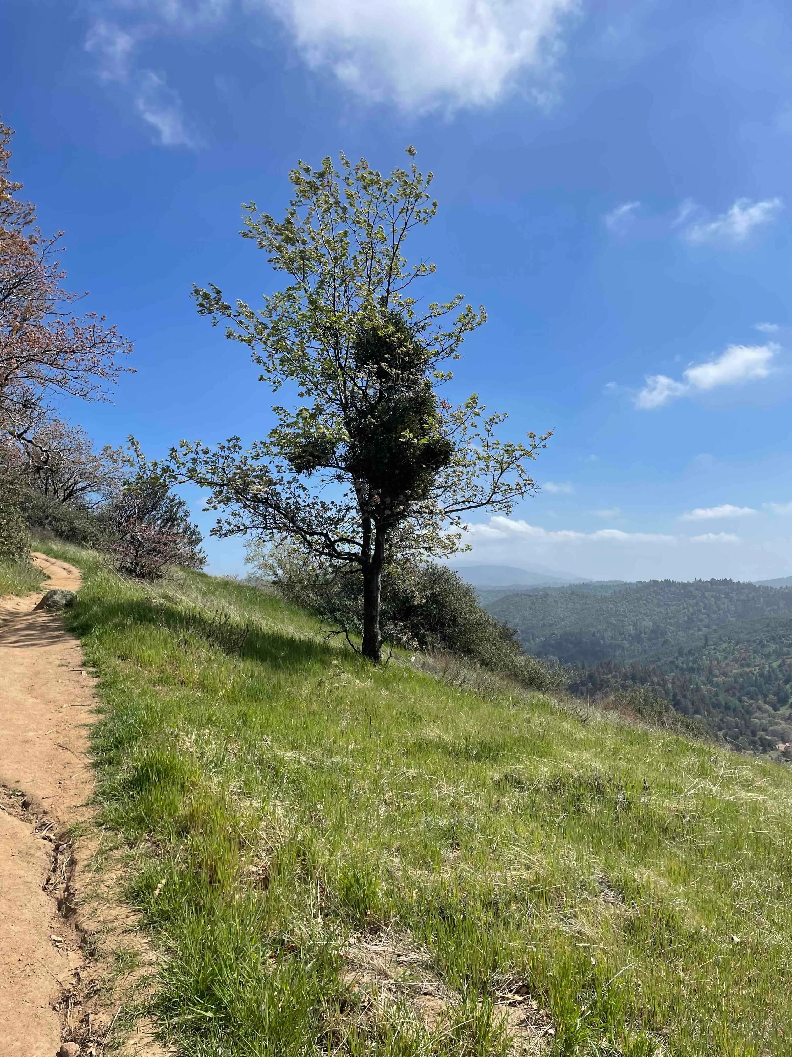 Volcan Mountain Trail