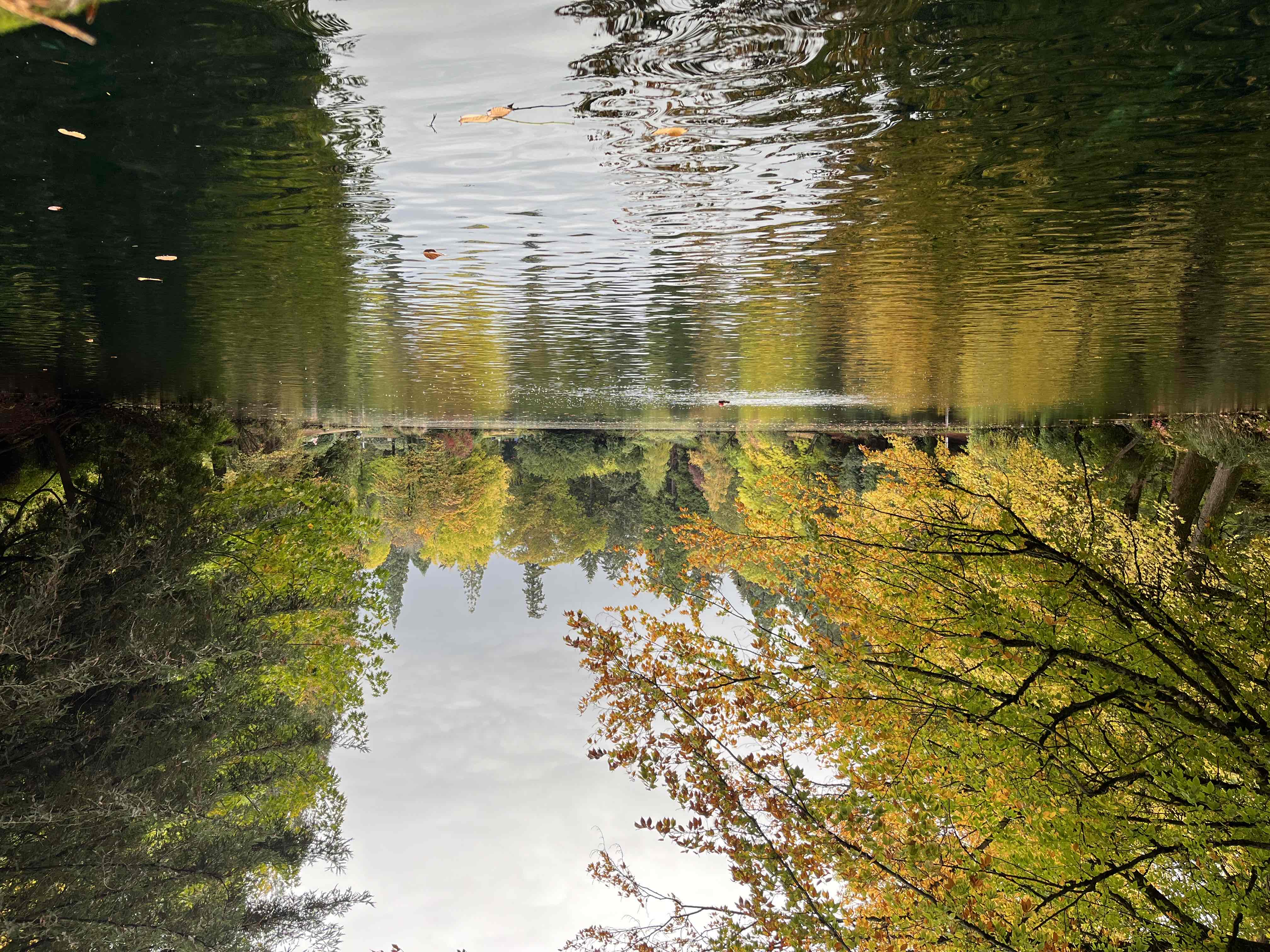 Laurelhurst Park Loop