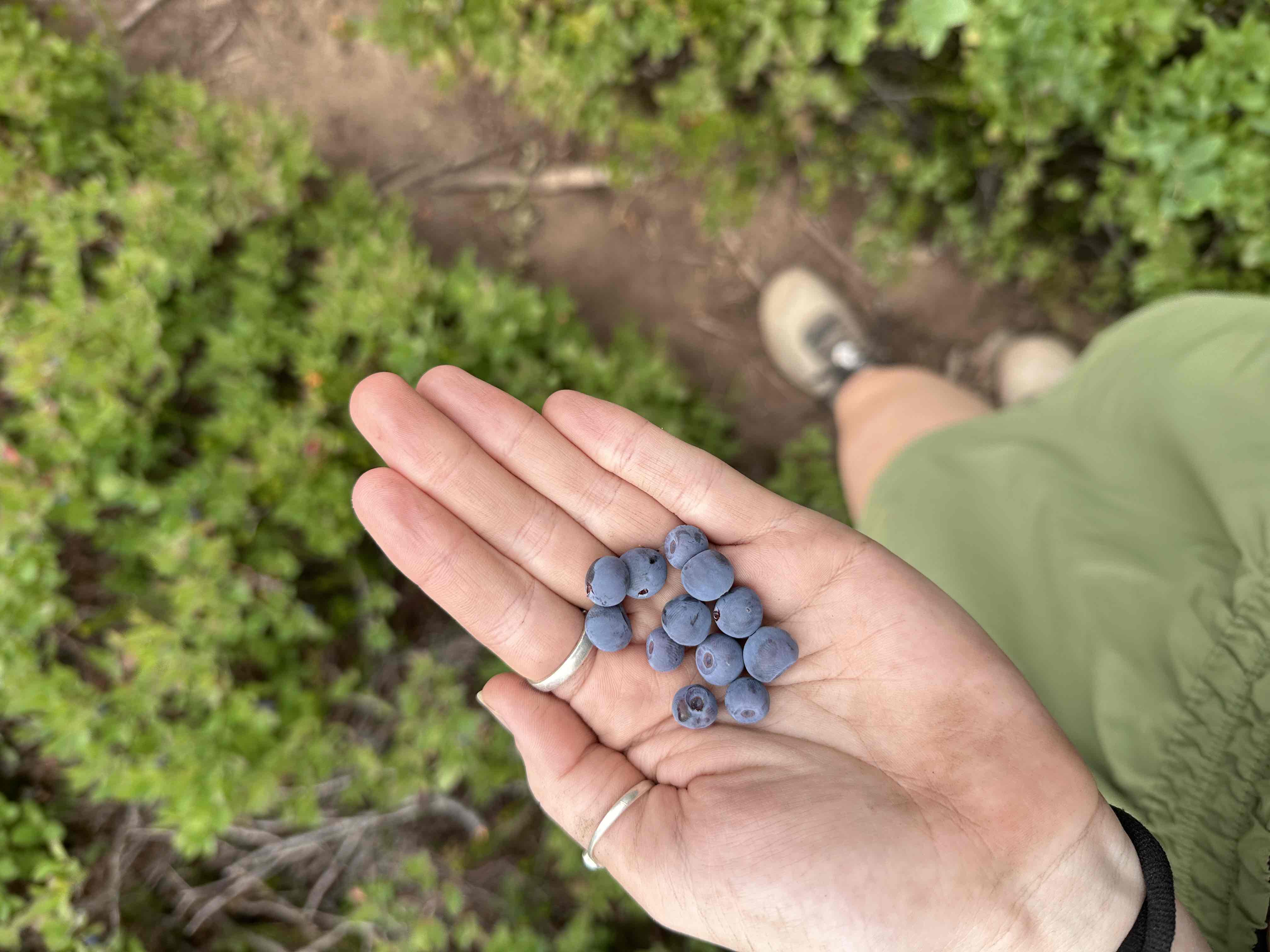 Spectacle Lake via Pete Lake Trail
