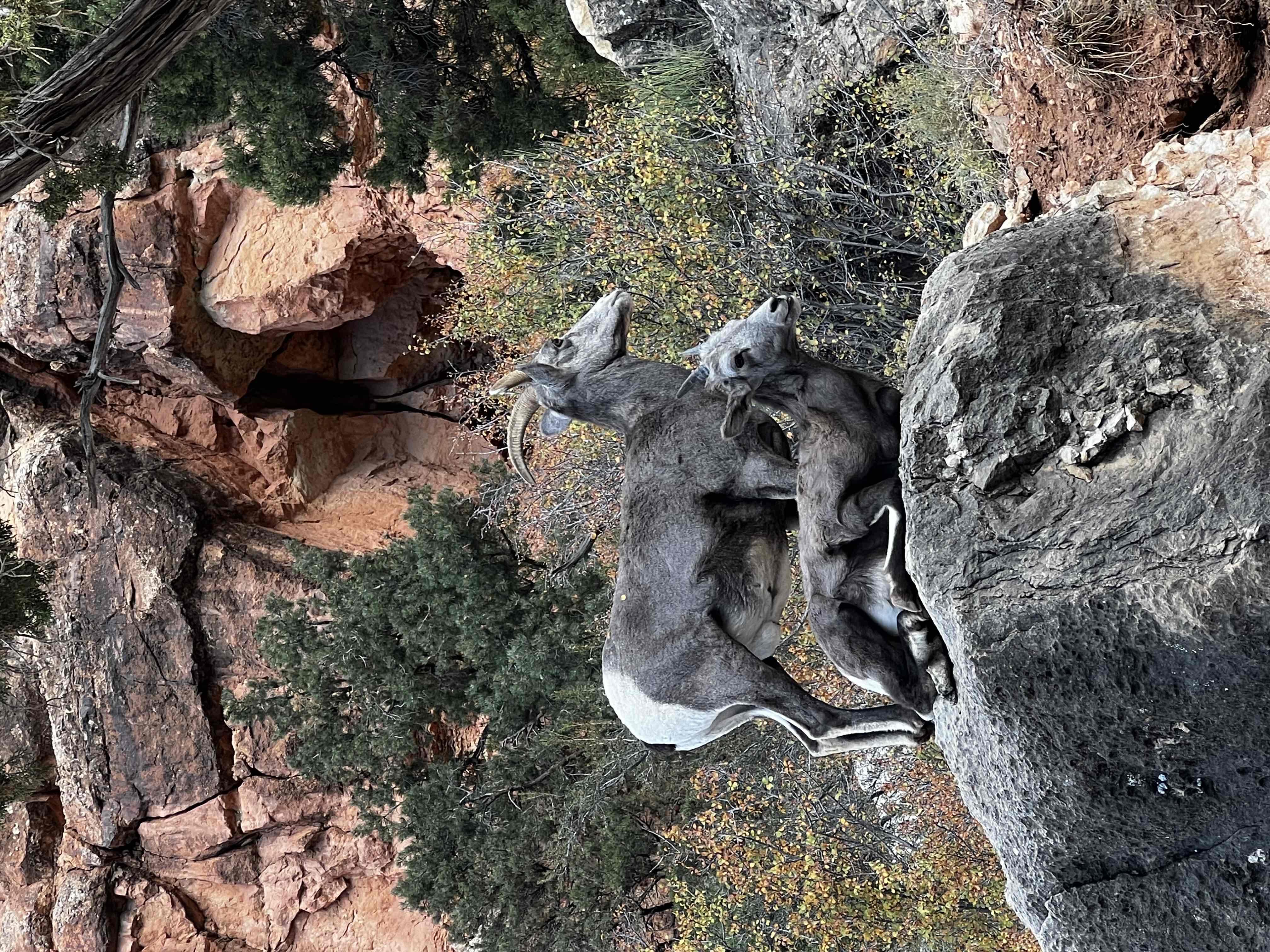 Cedar Ridge via South Kaibab Trail 