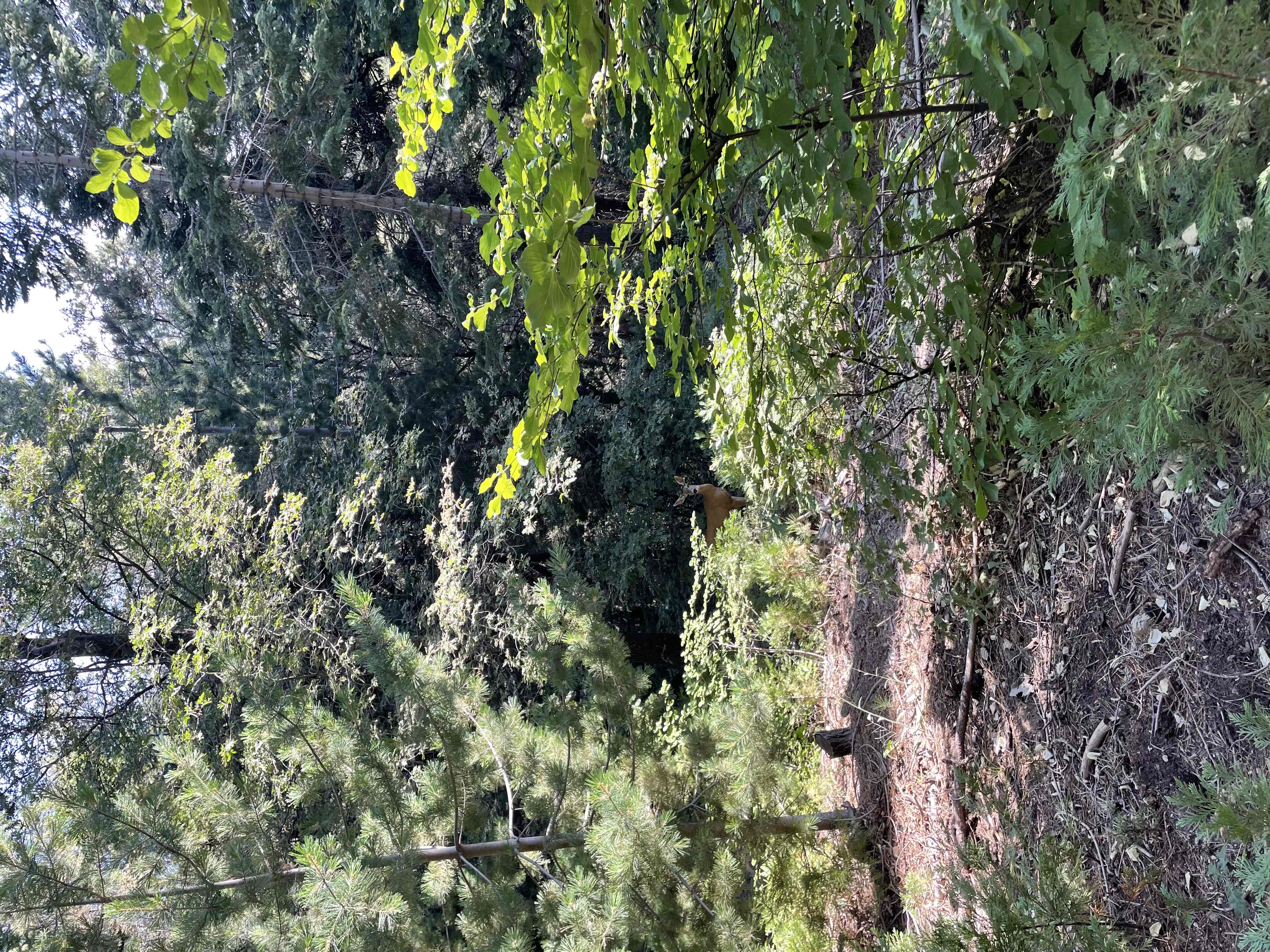 Dogwood Campground Loop