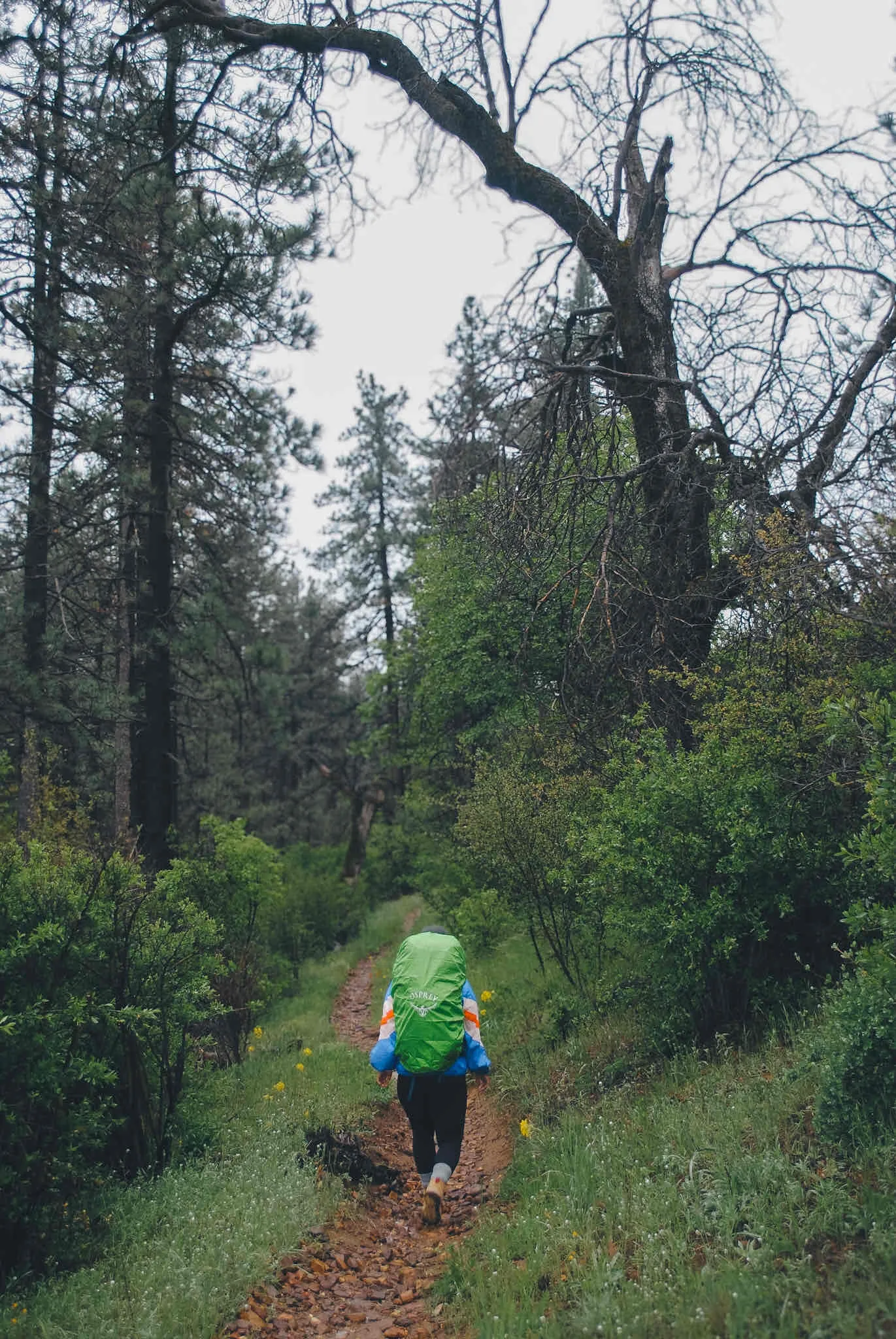 Big Laguna Trail to Noble Canyon
