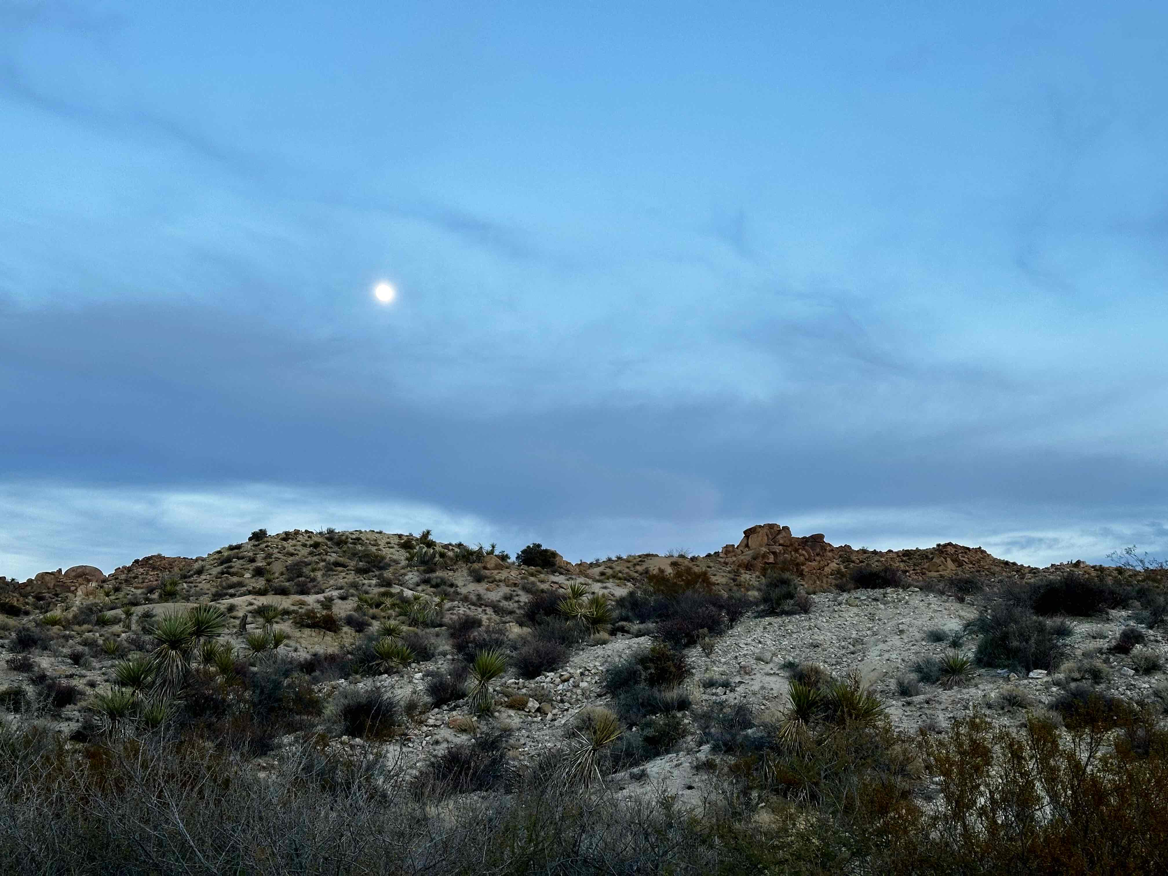 Camp at Cottonwood Campground in Joshua Tree NP