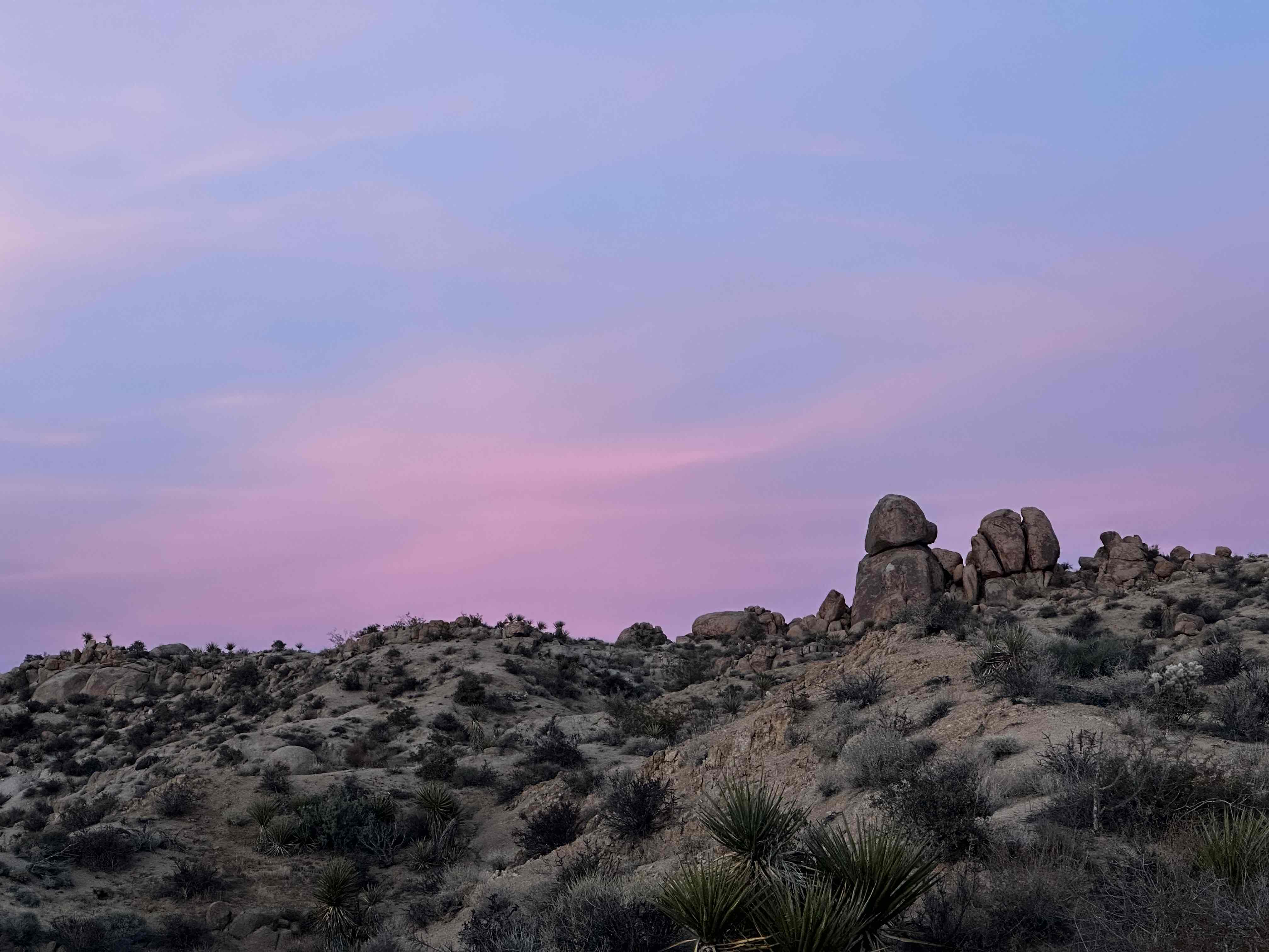 Camp at Cottonwood Campground in Joshua Tree NP