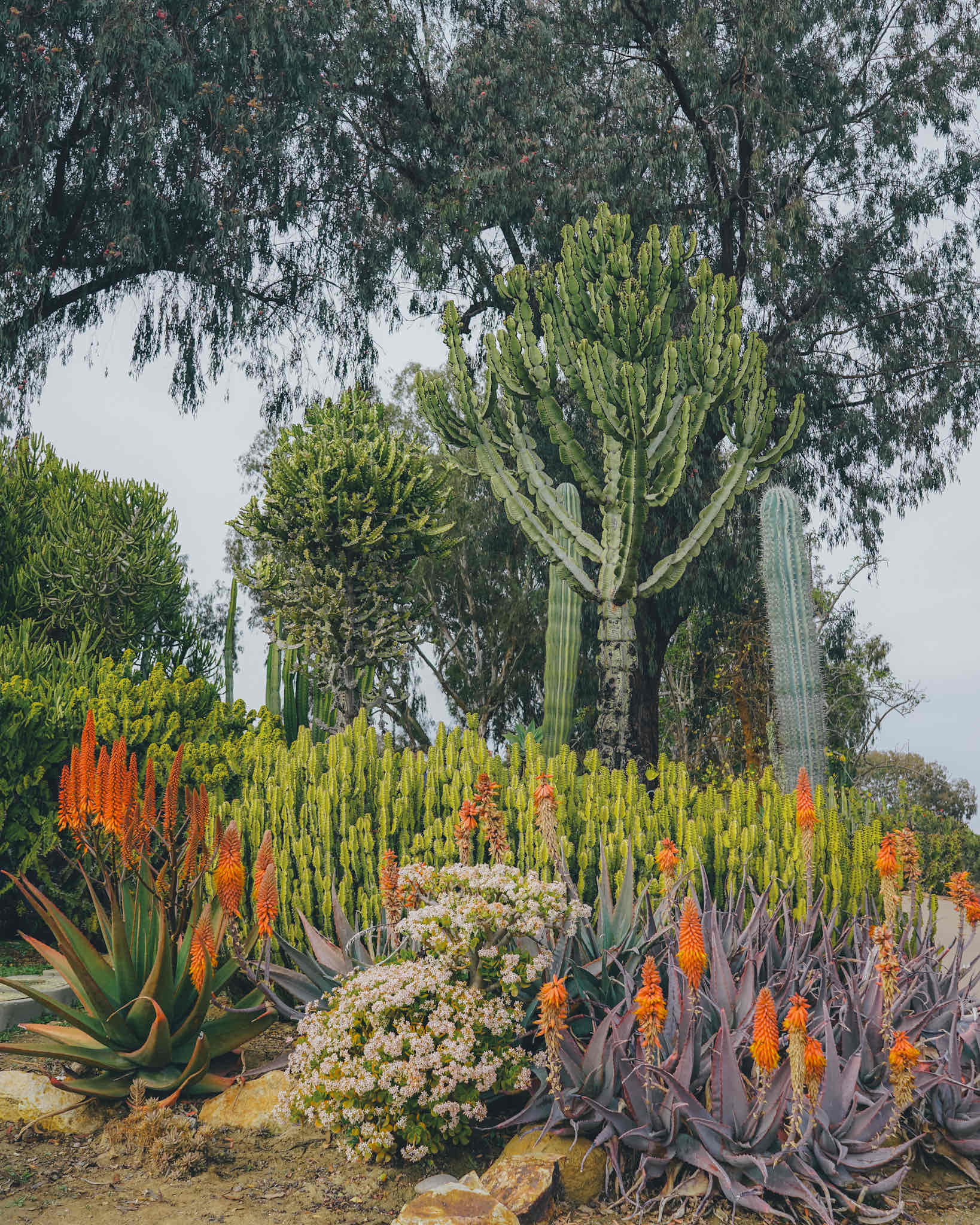 Balboa Park Gardens Loop