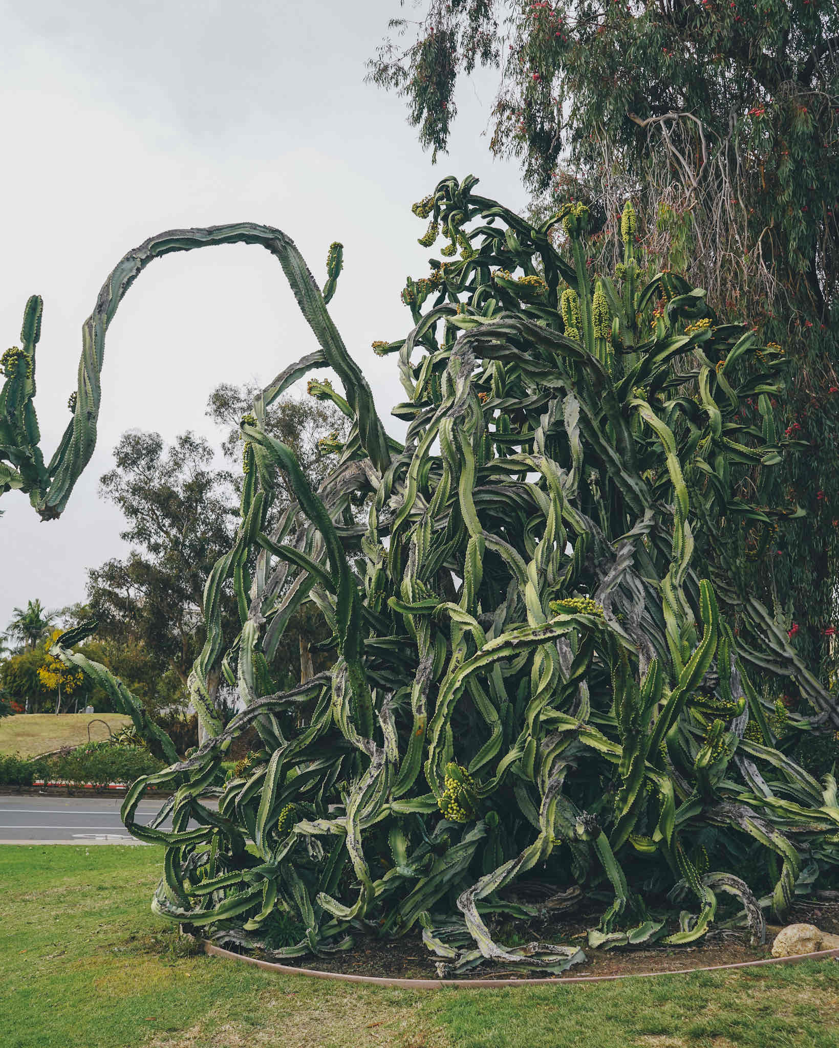 Balboa Park Gardens Loop