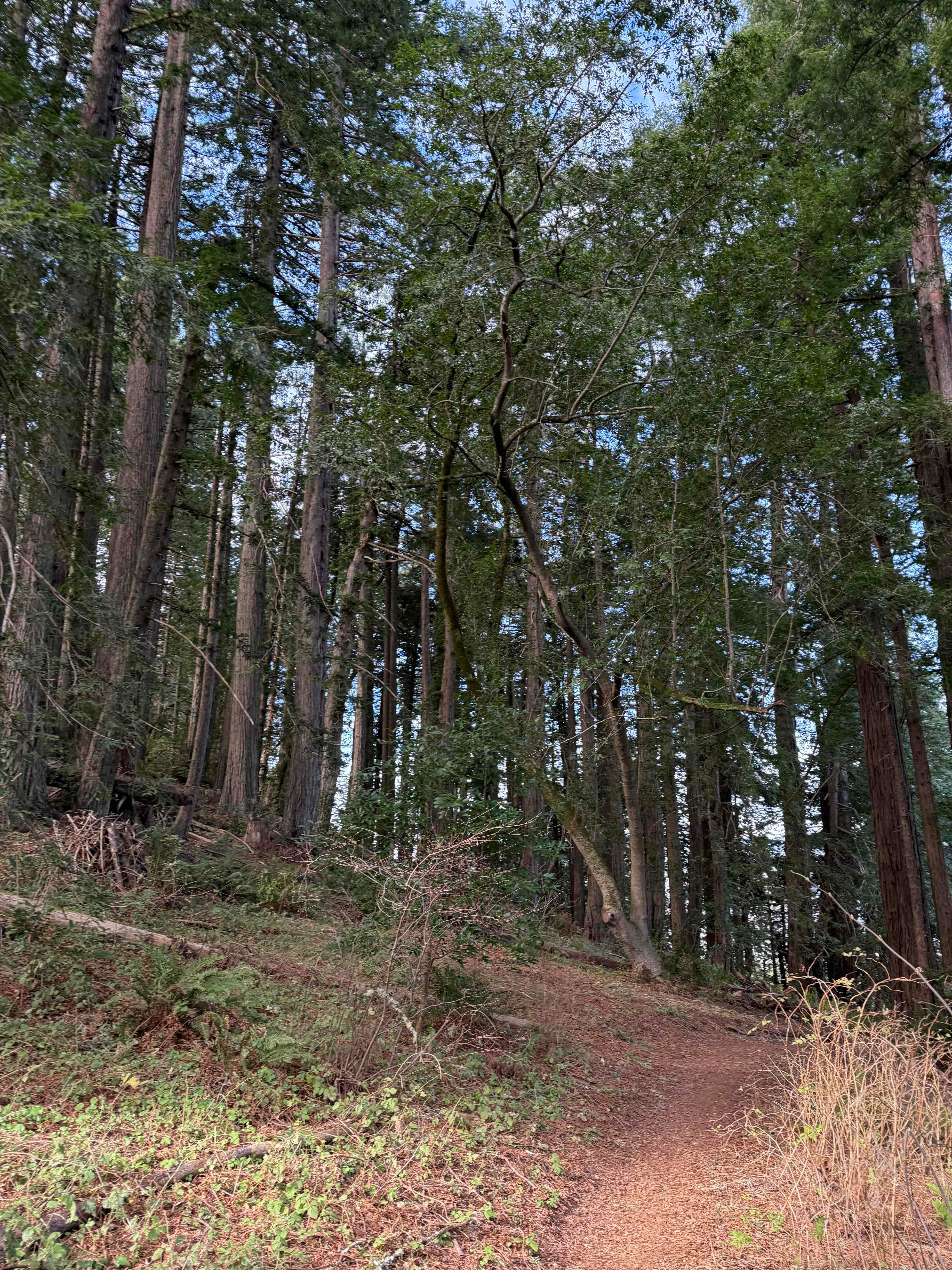 Red Hill and Pomo Canyon Loop