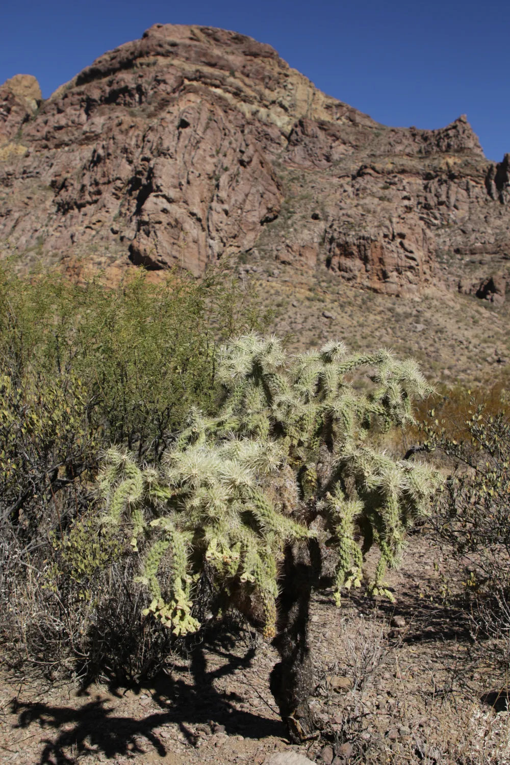 Arch Canyon Trail