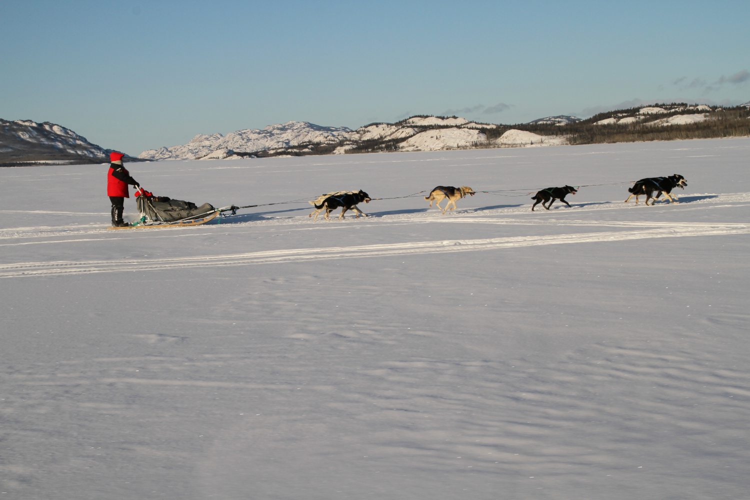 Dog Sledding on Lake Laberge