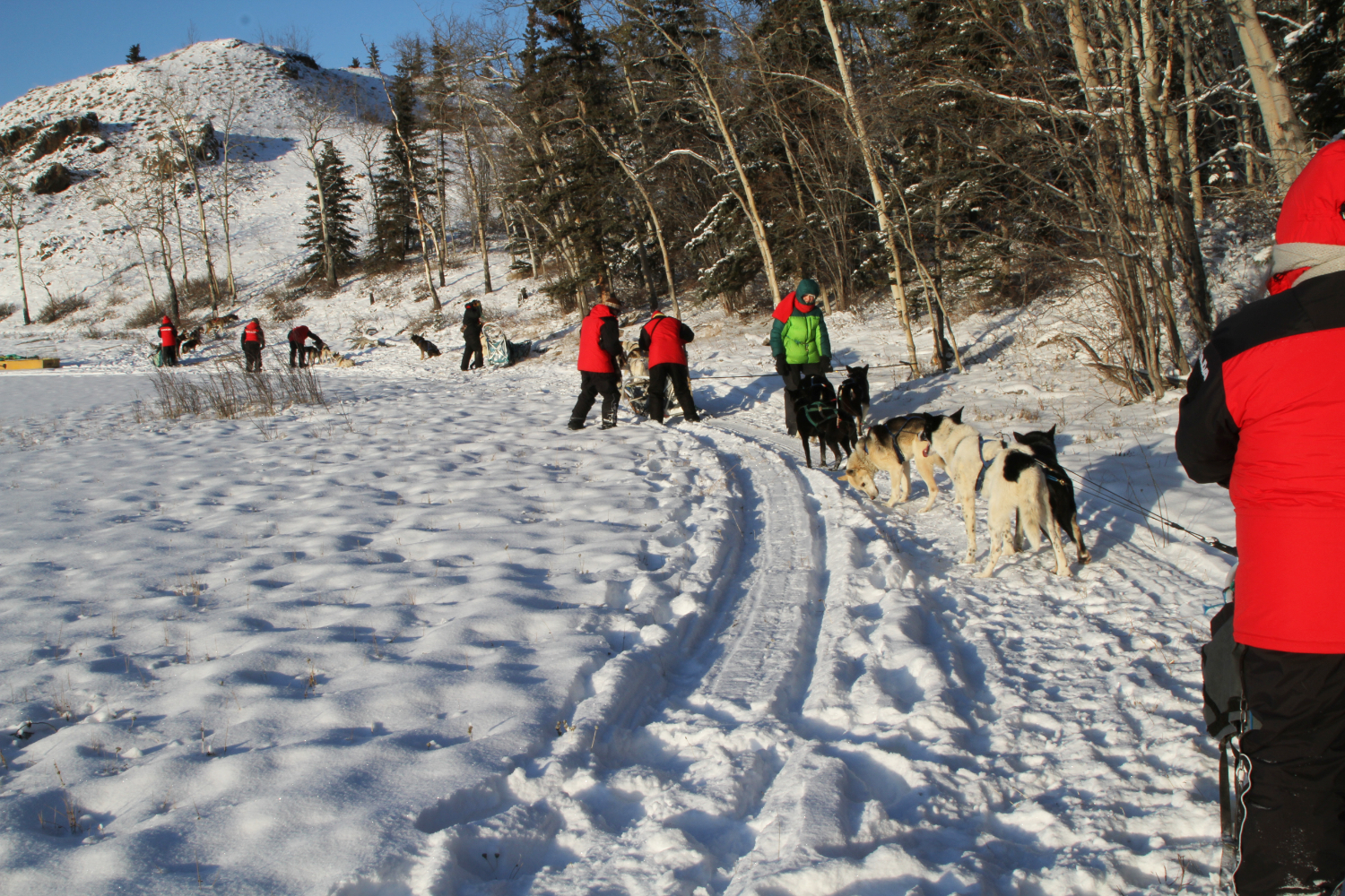 Dog Sledding on Lake Laberge