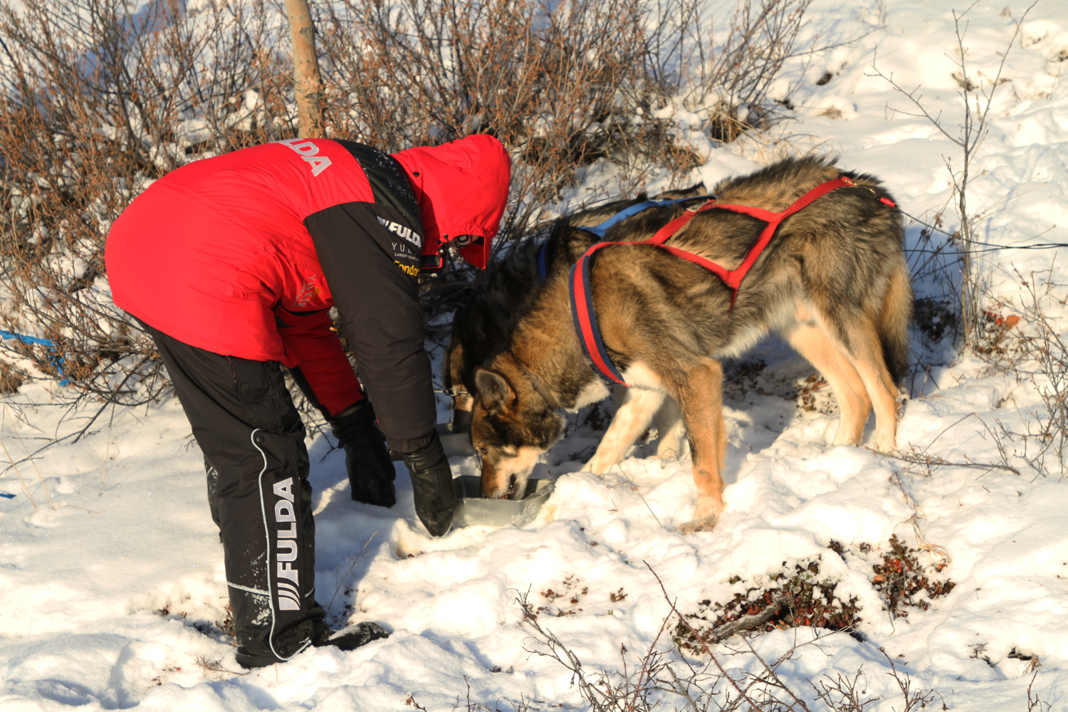 Dog Sledding on Lake Laberge