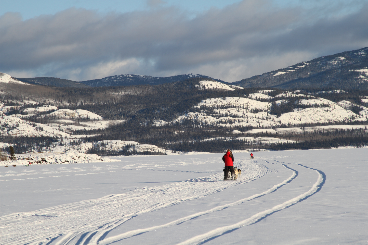 Dog Sledding on Lake Laberge