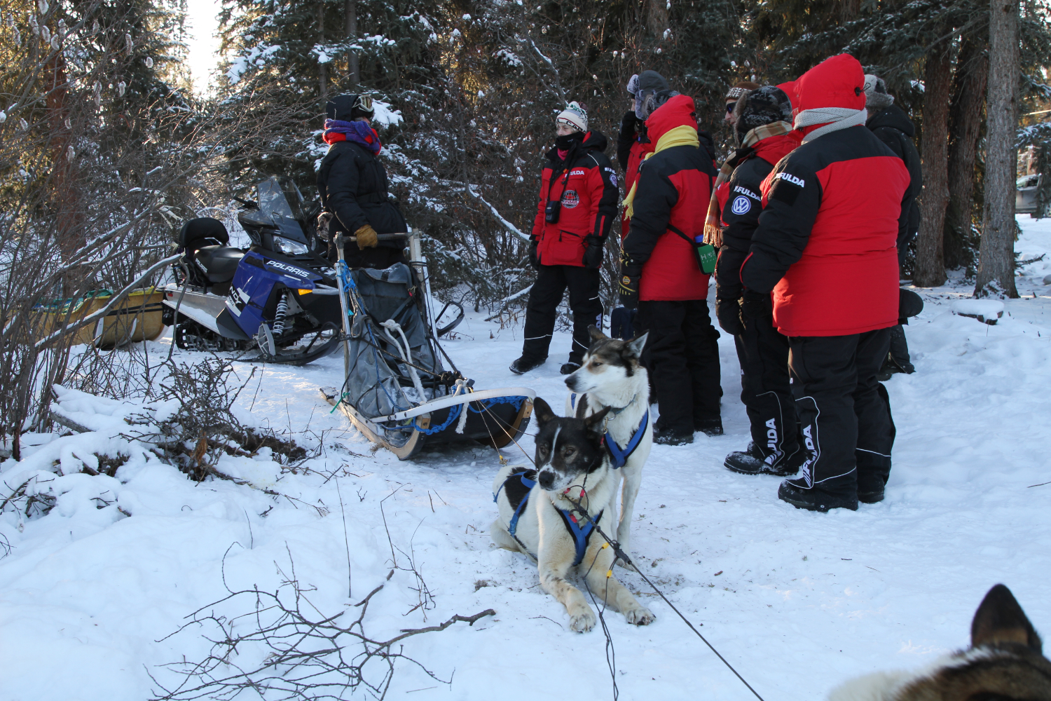 Dog Sledding on Lake Laberge