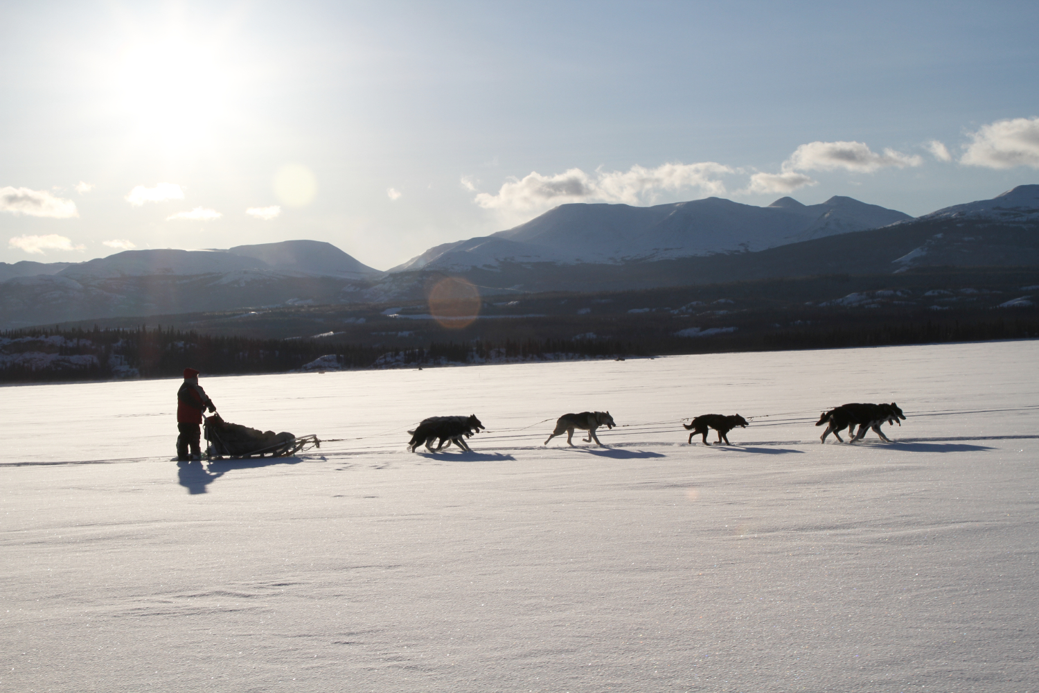 Dog Sledding on Lake Laberge
