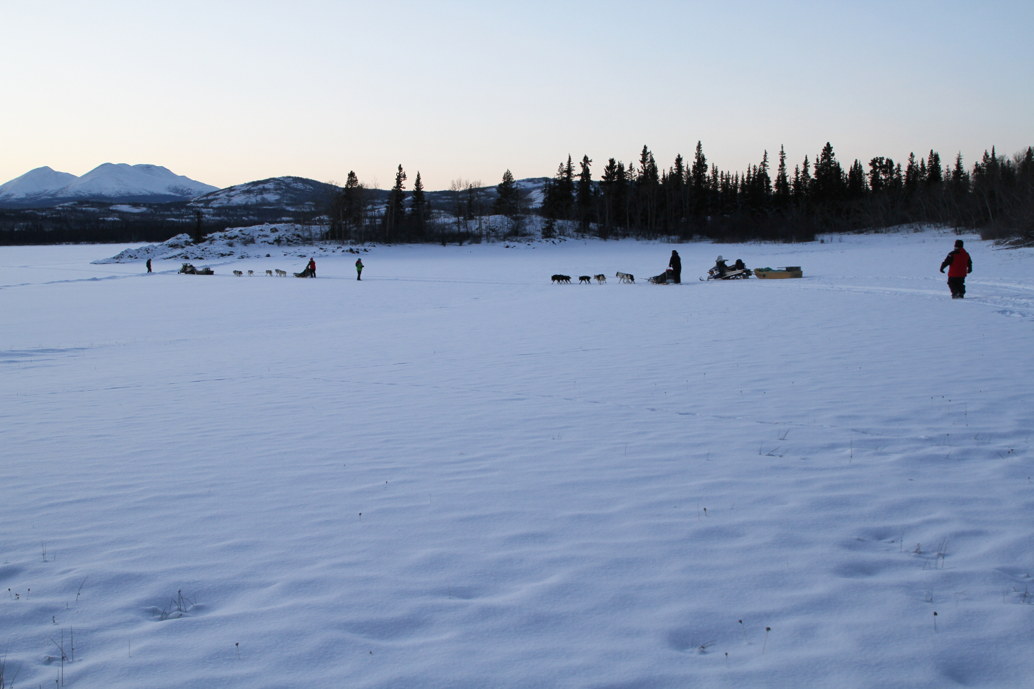 Dog Sledding on Lake Laberge