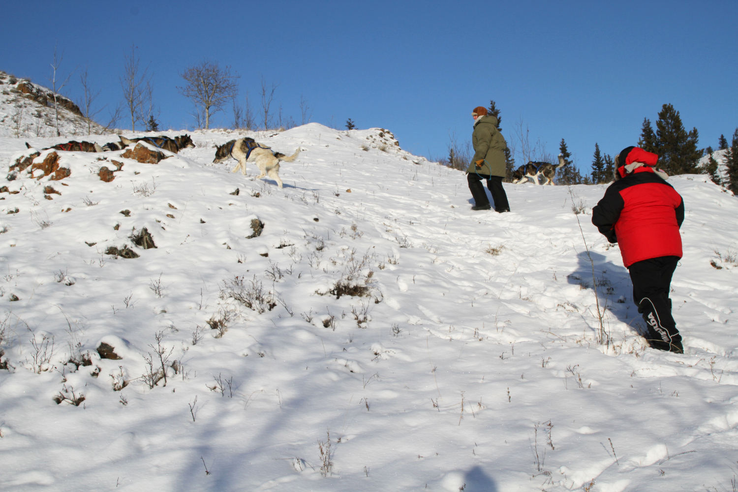 Dog Sledding on Lake Laberge