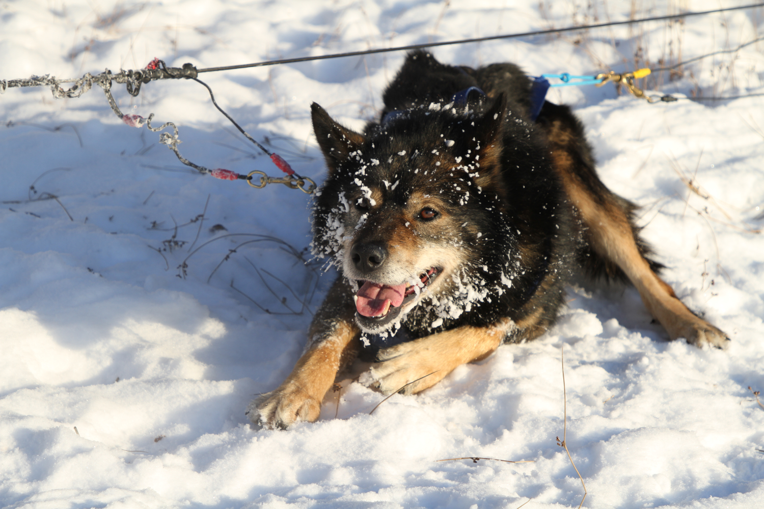 Dog Sledding on Lake Laberge