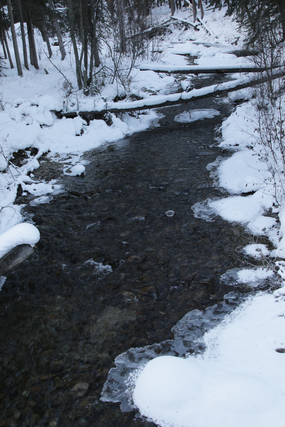 Year-round hiking at Wolf Creek Campground, Whitehorse, Yukon
