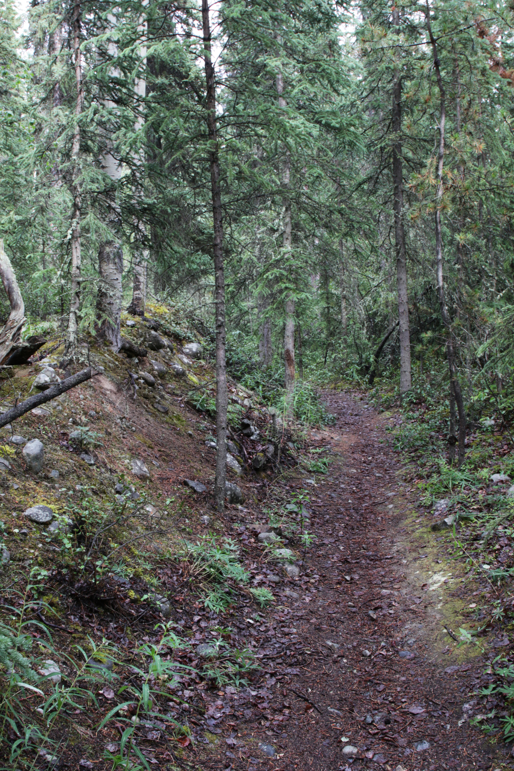 Year-round hiking at Wolf Creek Campground, Whitehorse, Yukon